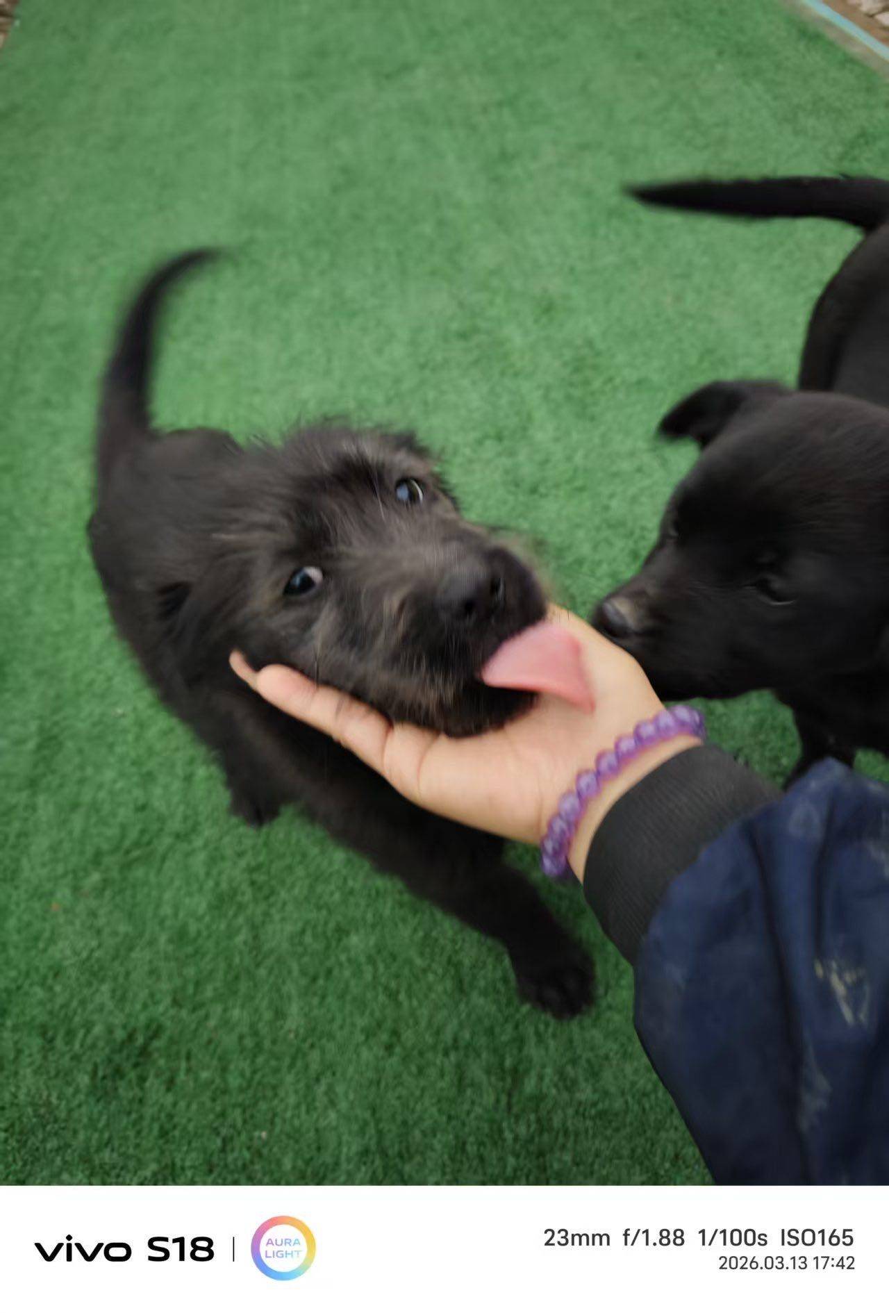 北京昌平黑色无偿领养黑色小狗