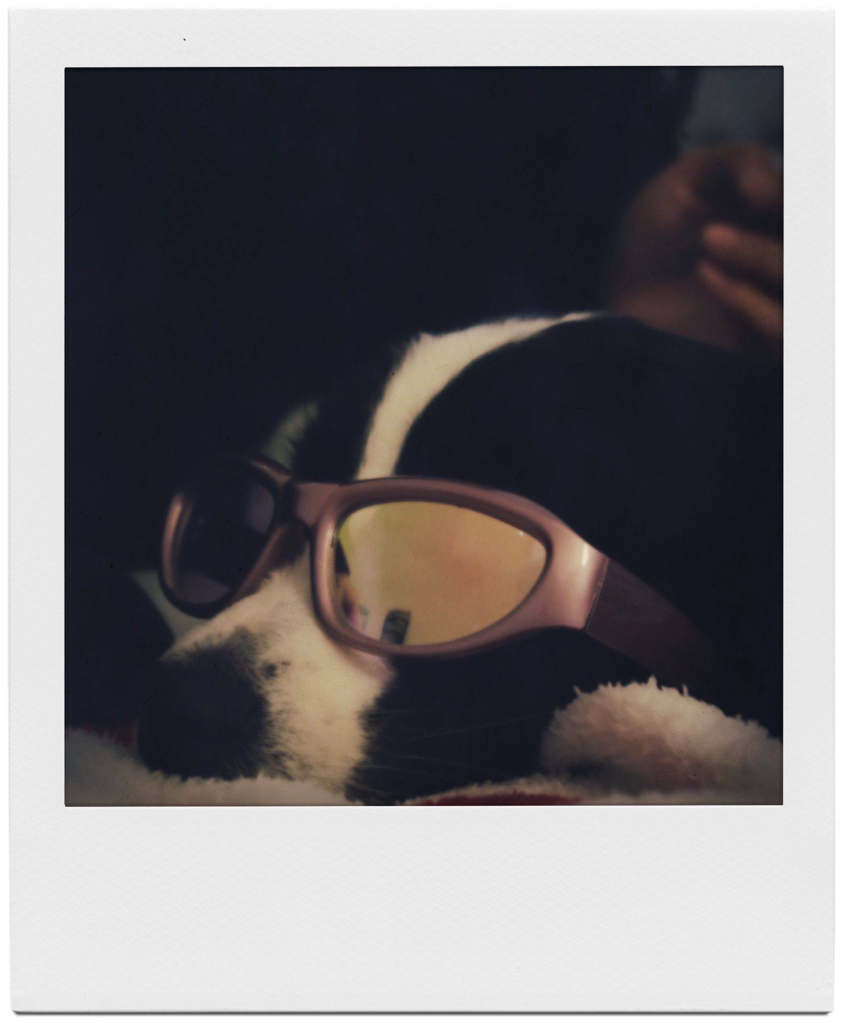 给小狗加上宝丽来滤镜