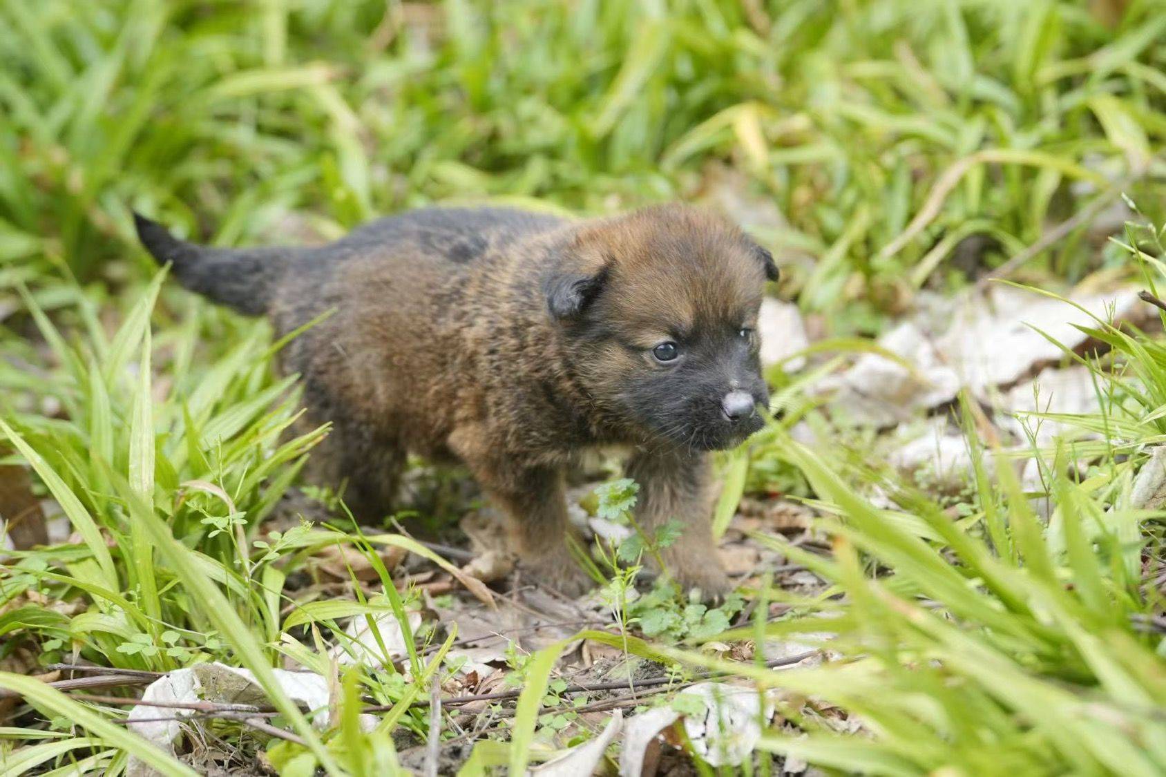 德牧串串小奶狗🐶小脏脏包们✨💕_4