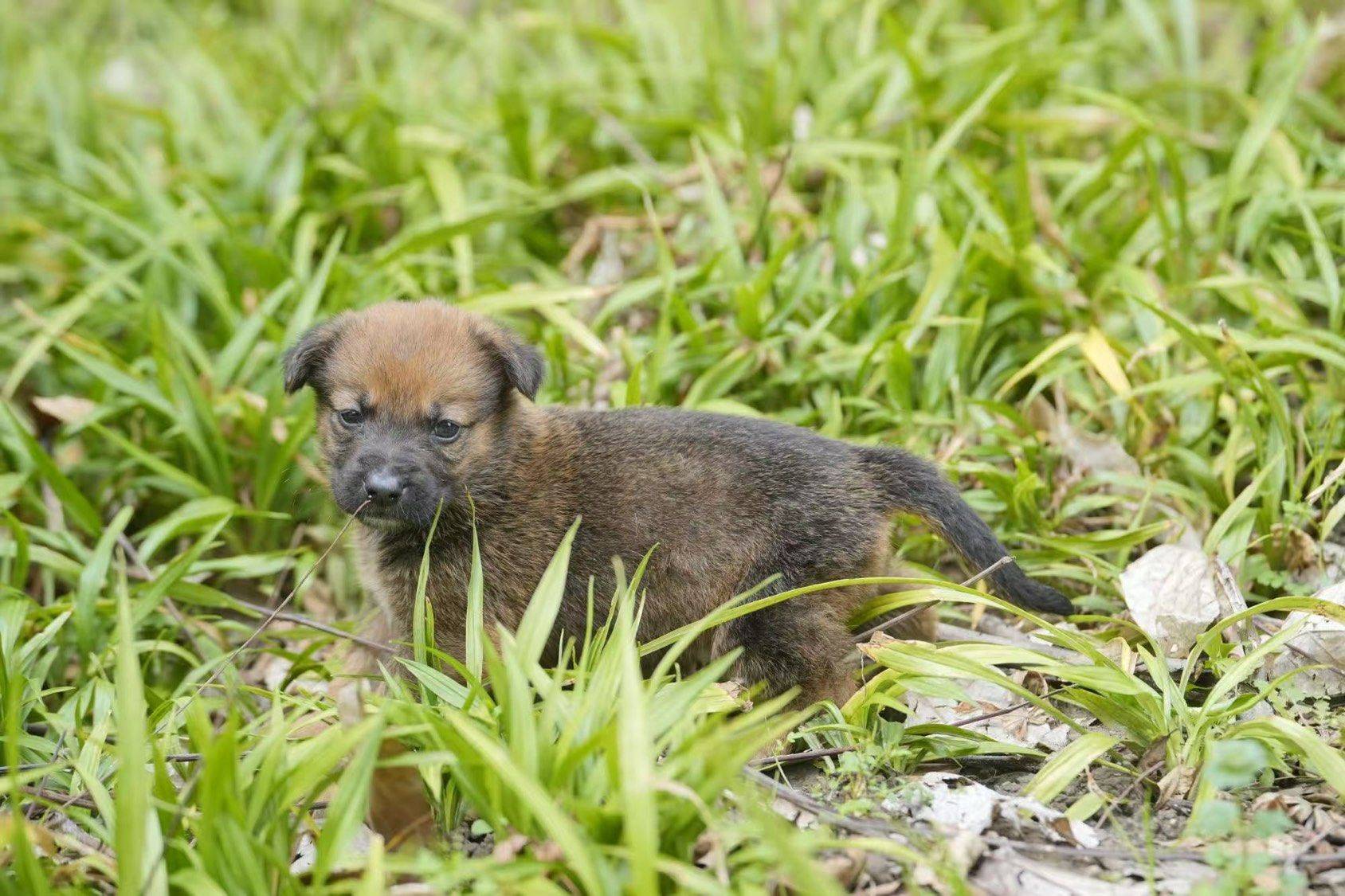 德牧串串小奶狗🐶小脏脏包们✨💕_2