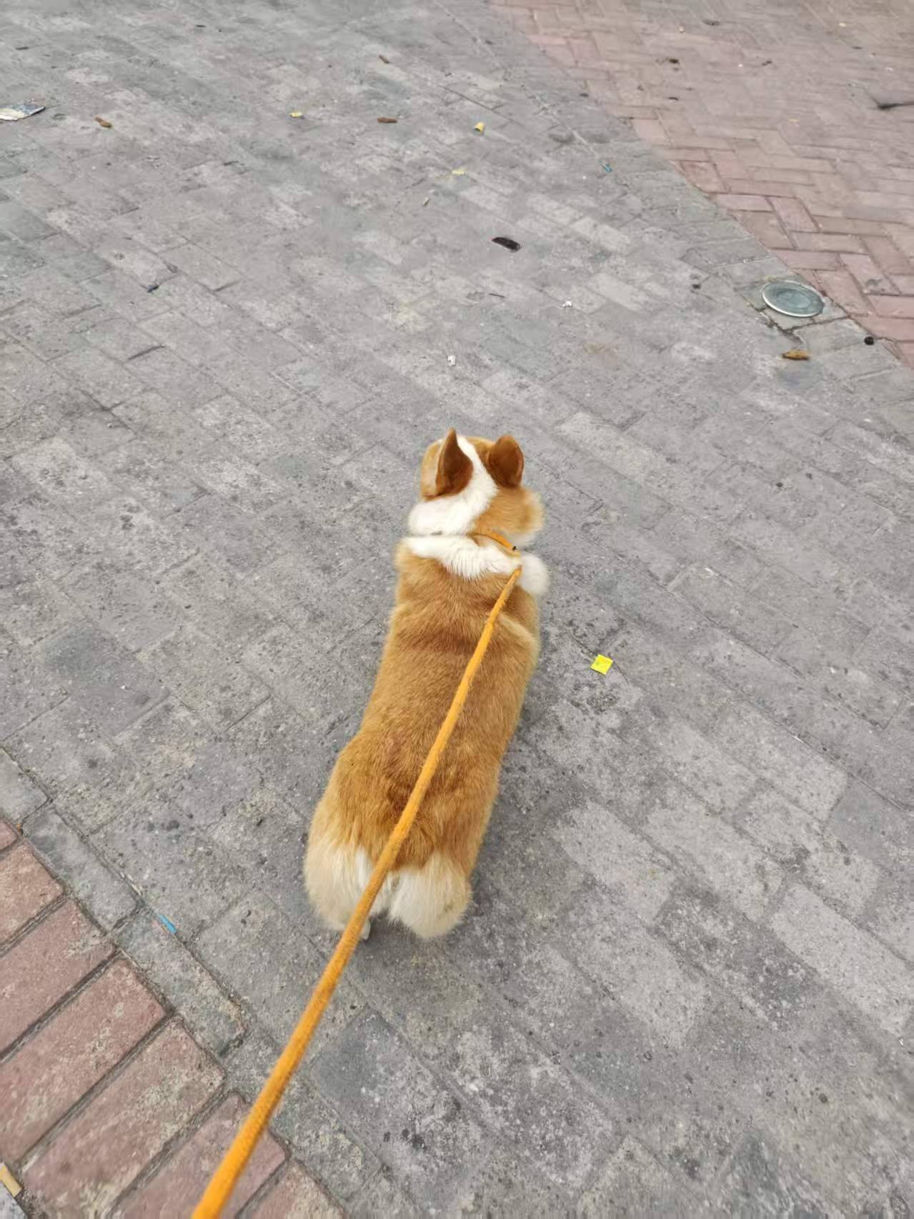 一岁多的柯基妹妹求领养_1