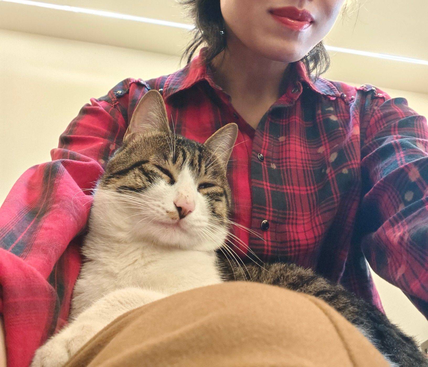 猫脸比我脸大_1