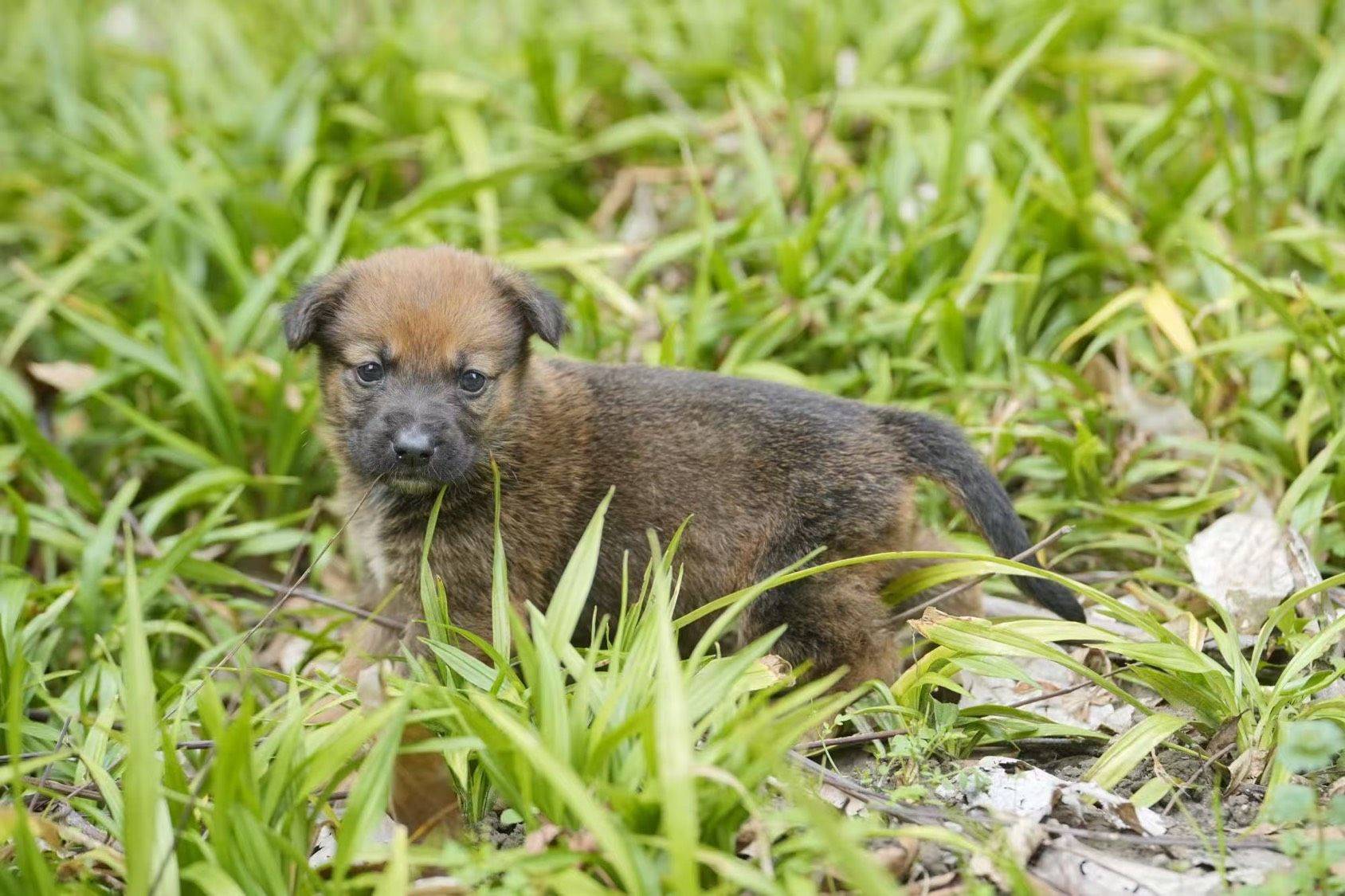 德牧串串小奶狗🐶小脏脏包们✨💕
