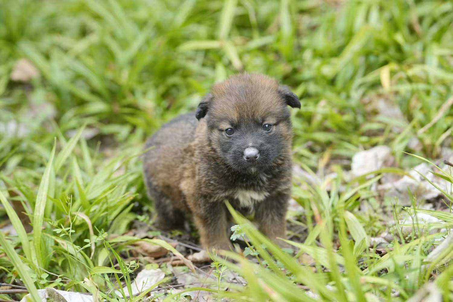 德牧串串小奶狗🐶小脏脏包们✨💕_3