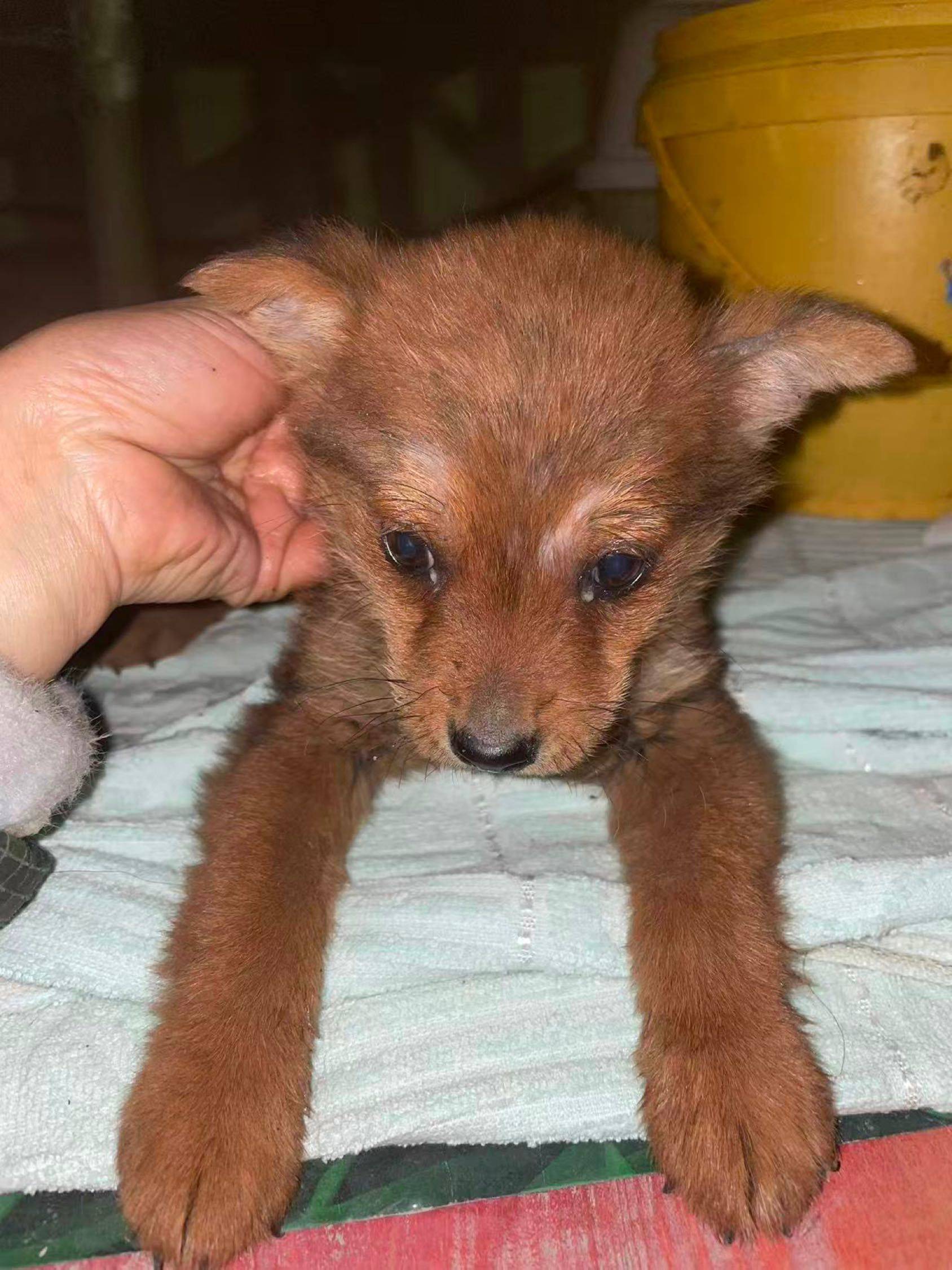 胆小温顺的小奶狗找家✨🥺_1