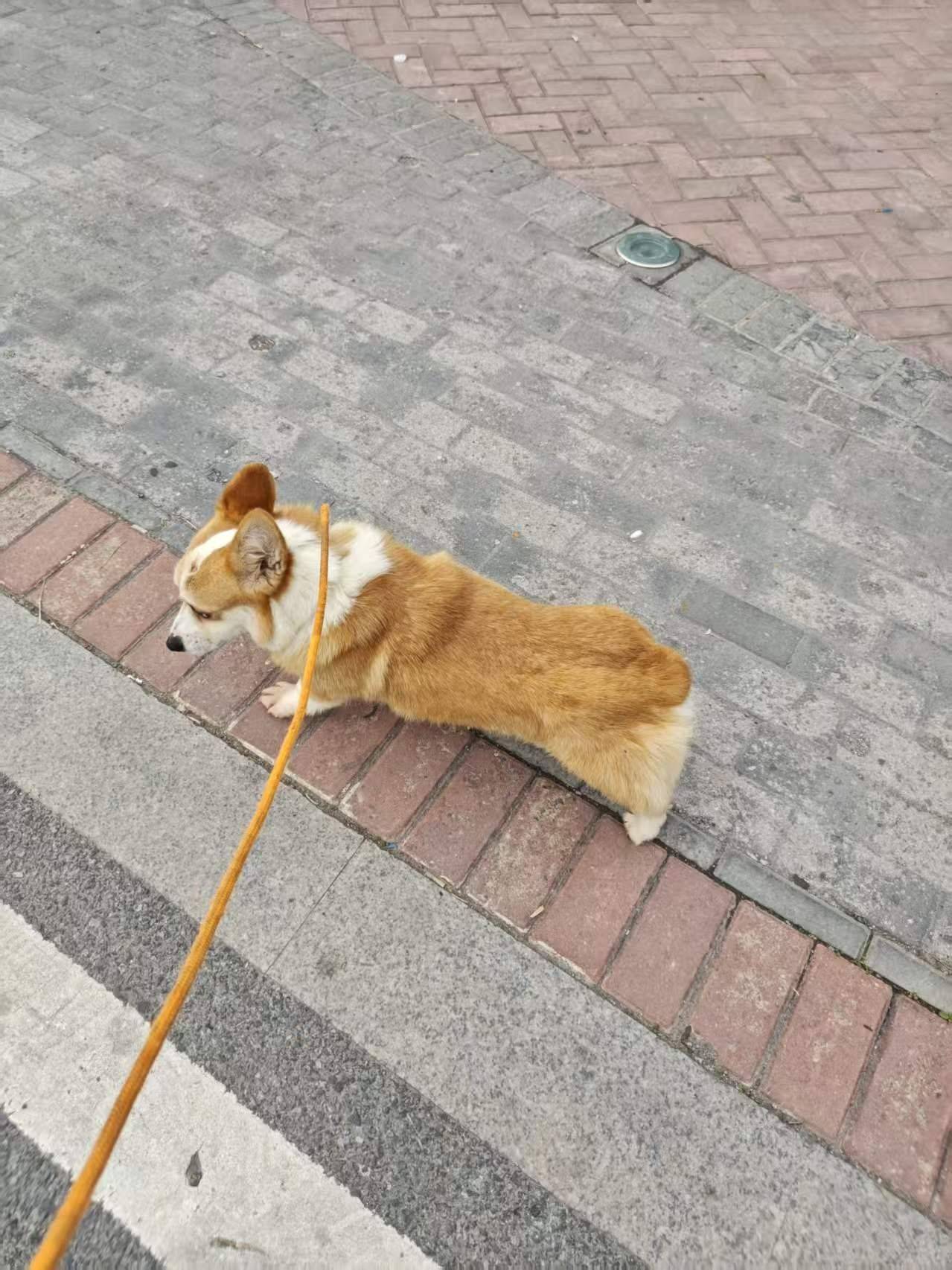 一岁多的柯基妹妹求领养