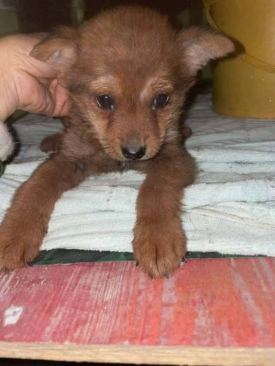 胆小温顺的小奶狗找家✨🥺_2