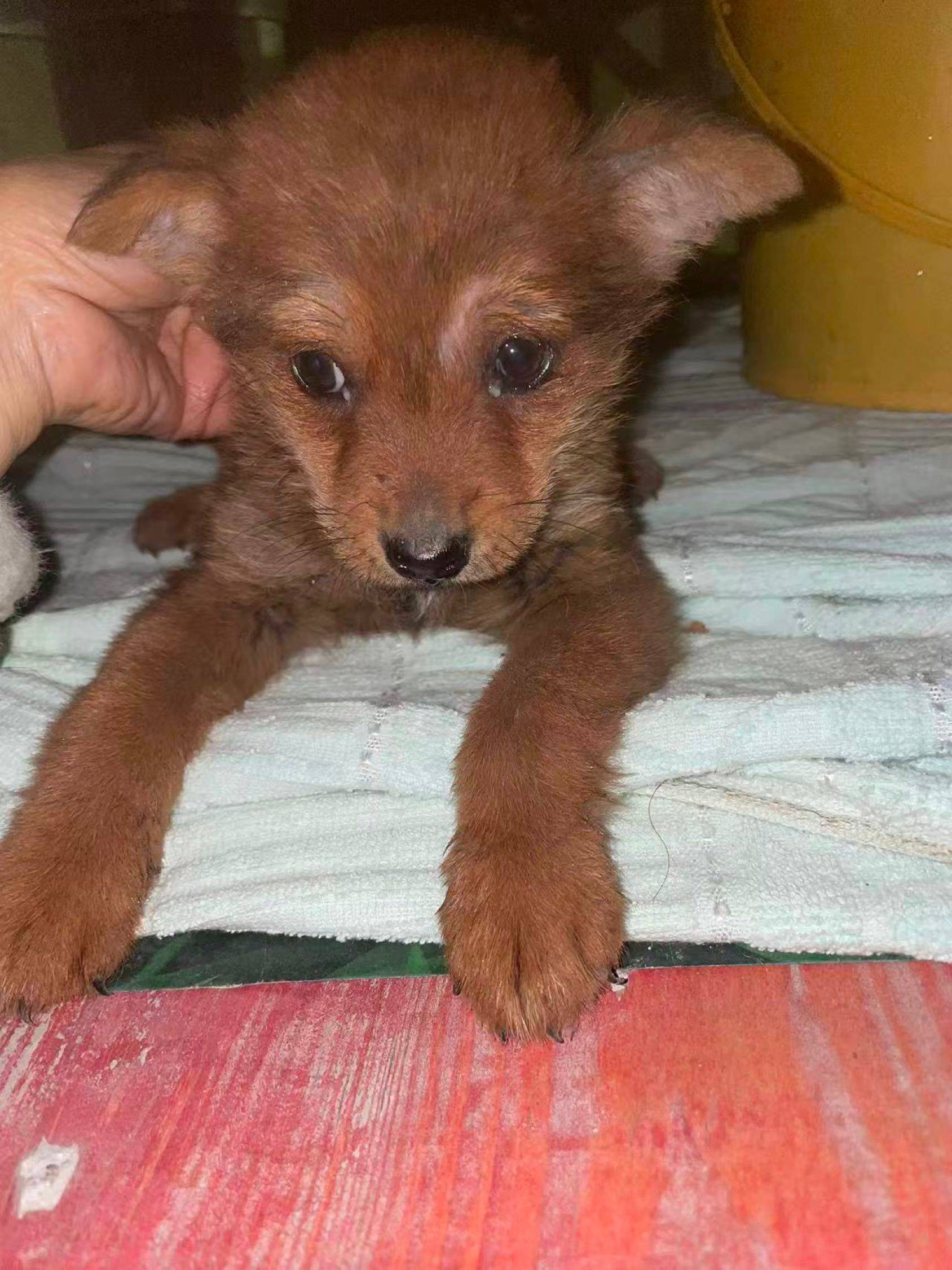 胆小温顺的小奶狗找家✨🥺