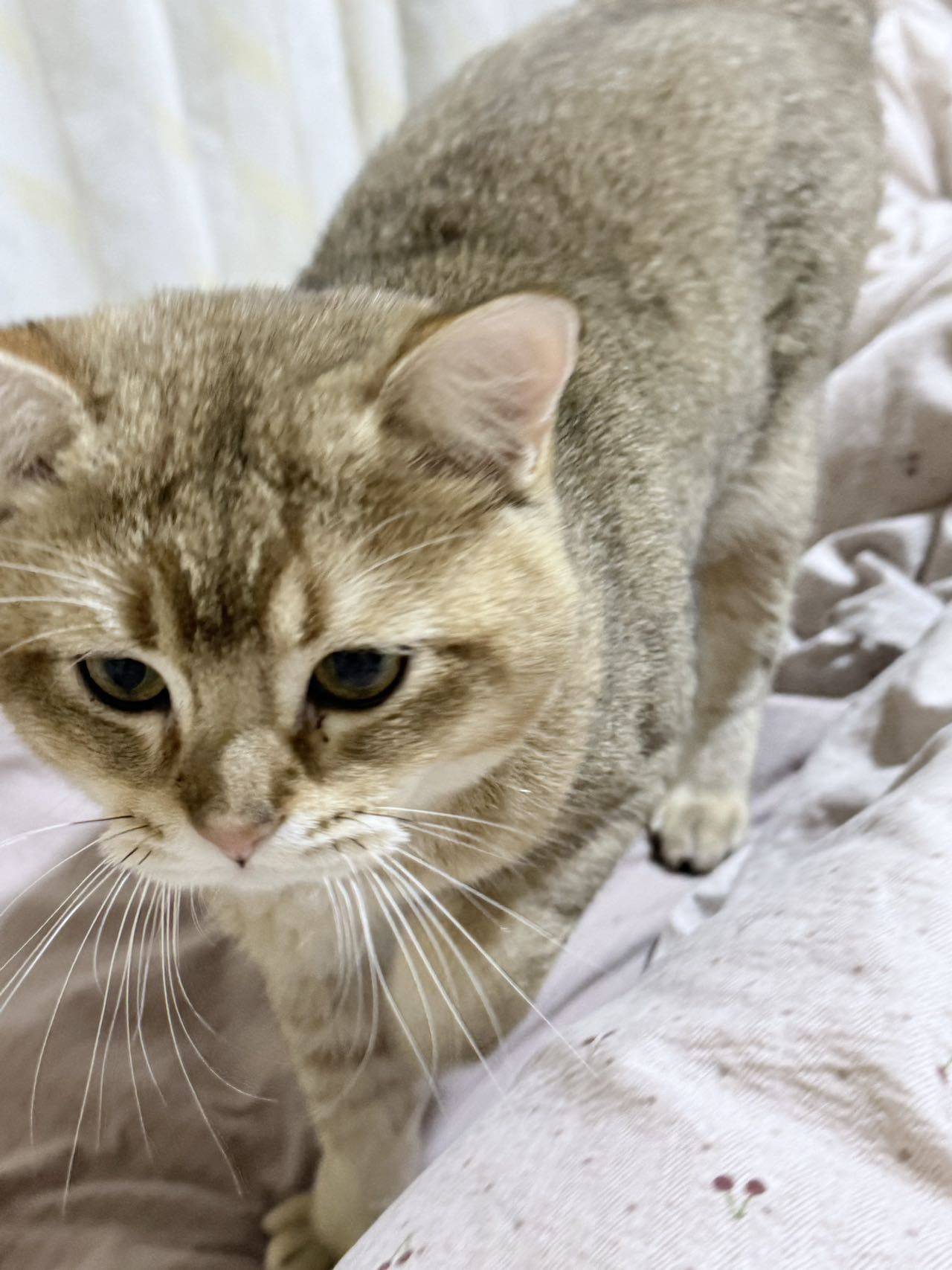 石家庄金渐层领养_2