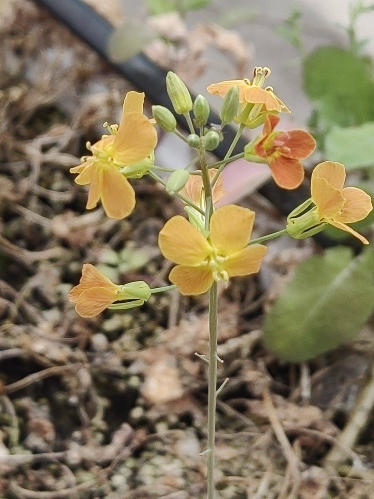  顾村油菜花田 
看花开，看草绿，
_4