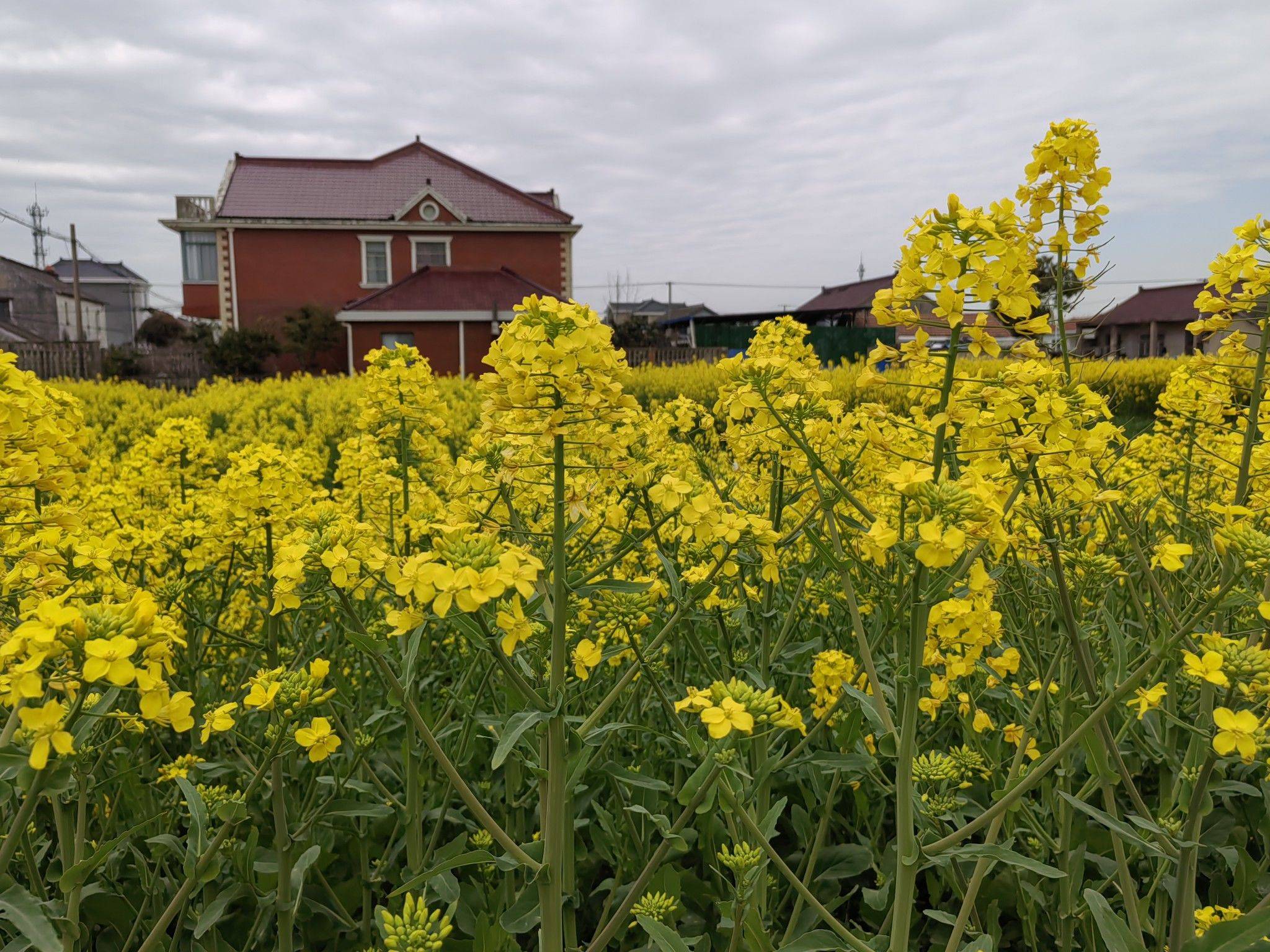   顾村油菜花田 
看花开，看草绿，
_3