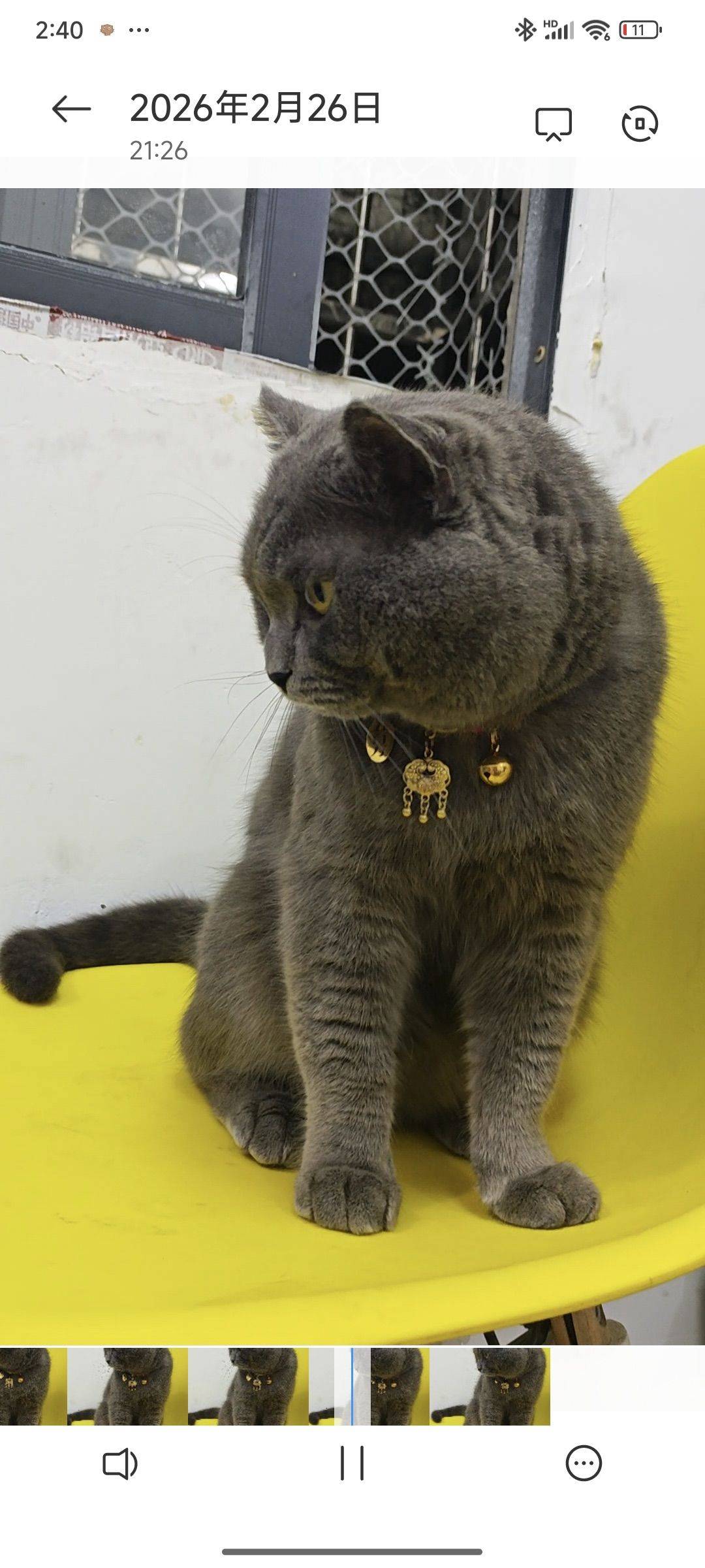 我的猫长这样28号在黄埔区香雪萝坎村走丢_1