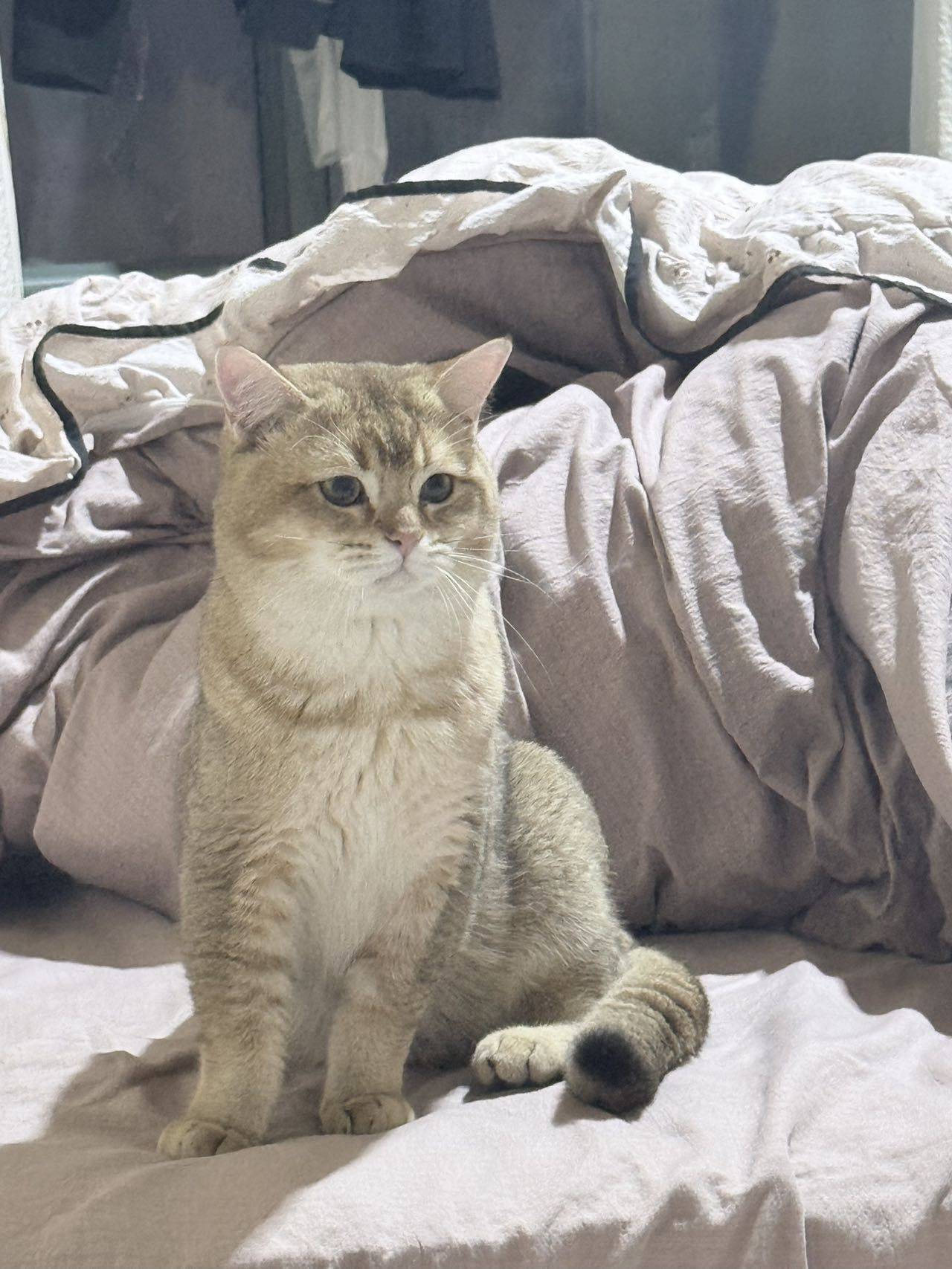 石家庄金渐层领养_1