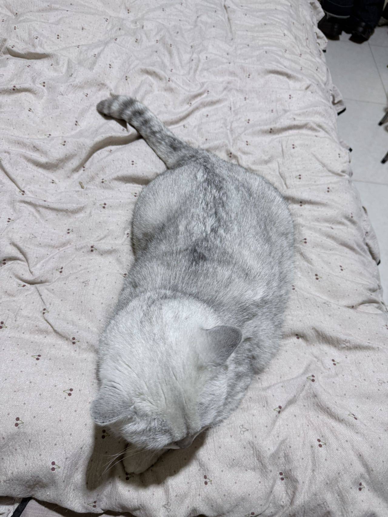 石家庄银渐层领养_3