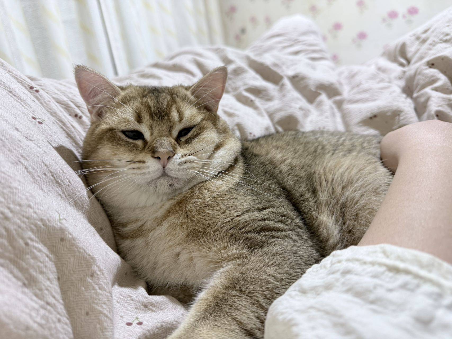 石家庄金渐层领养_3