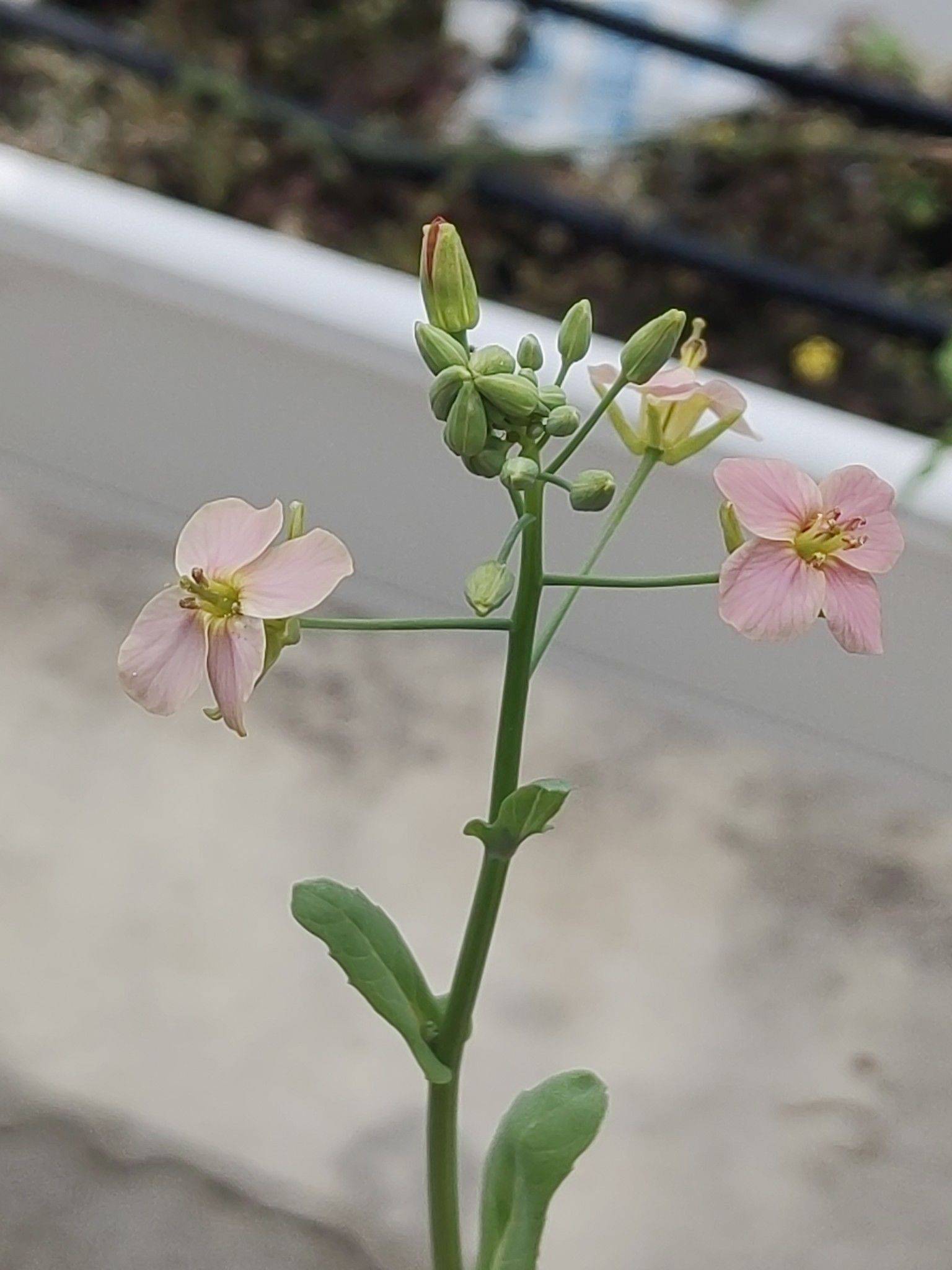   顾村油菜花田 
看花开，看草绿，
_2