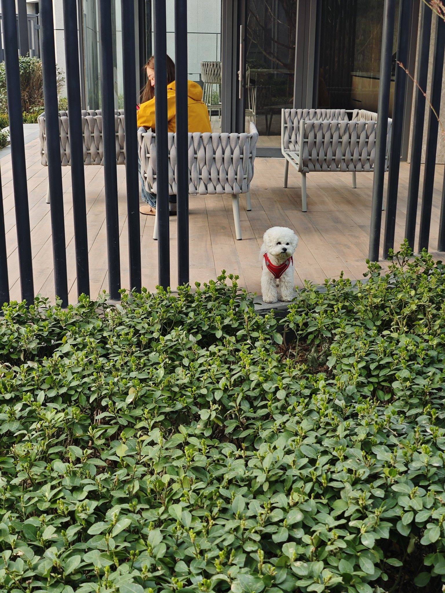 啊啊啊啊，可爱的修狗 小狗  萌萌哒