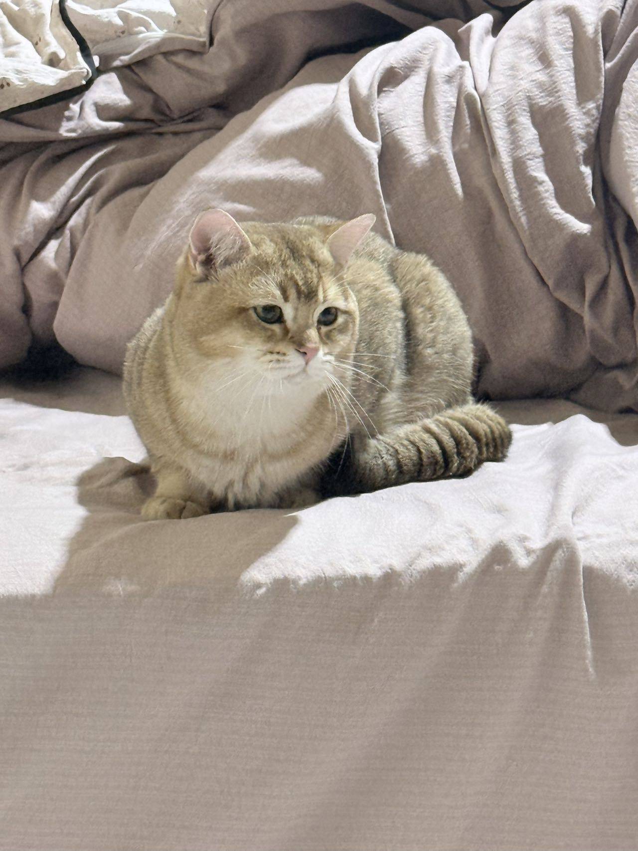 石家庄金渐层领养