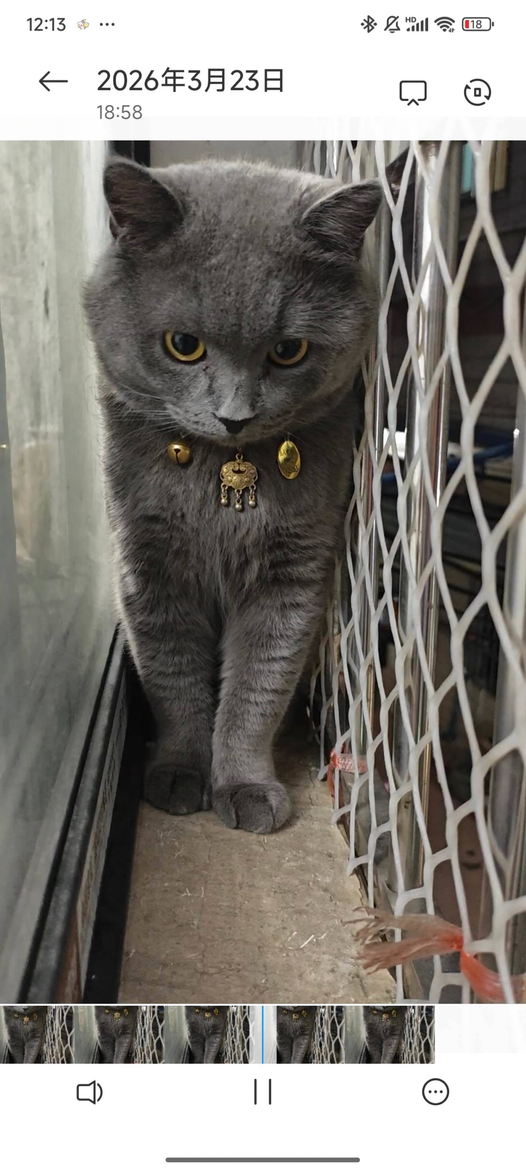 我的猫长这样28号在黄埔区香雪萝坎村走丢_2