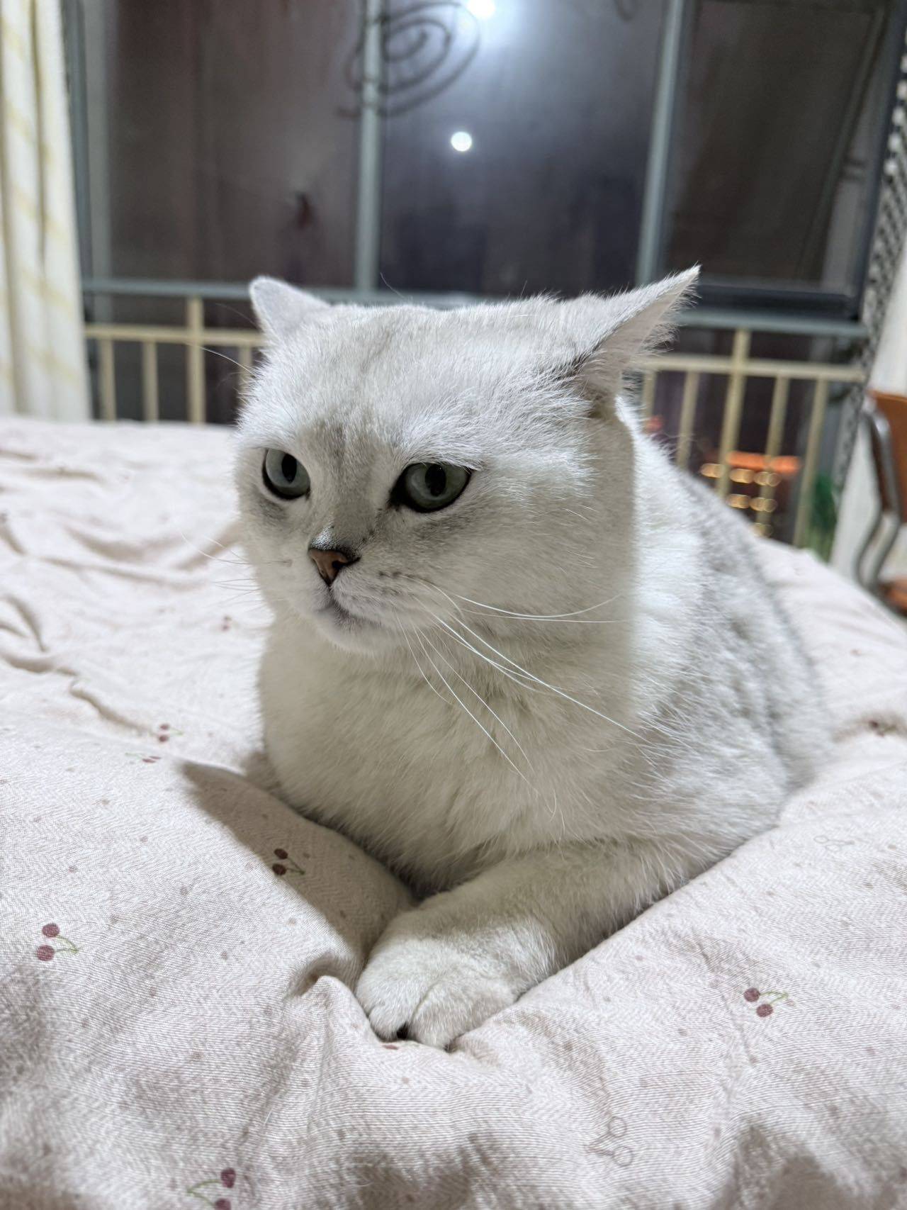 石家庄银渐层领养