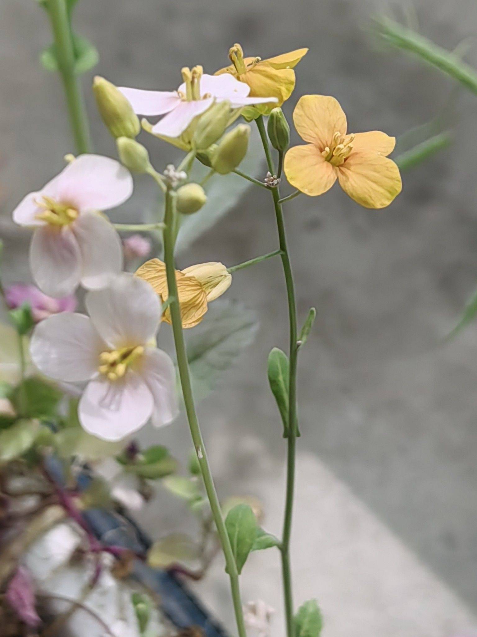   顾村油菜花田 
看花开，看草绿，
