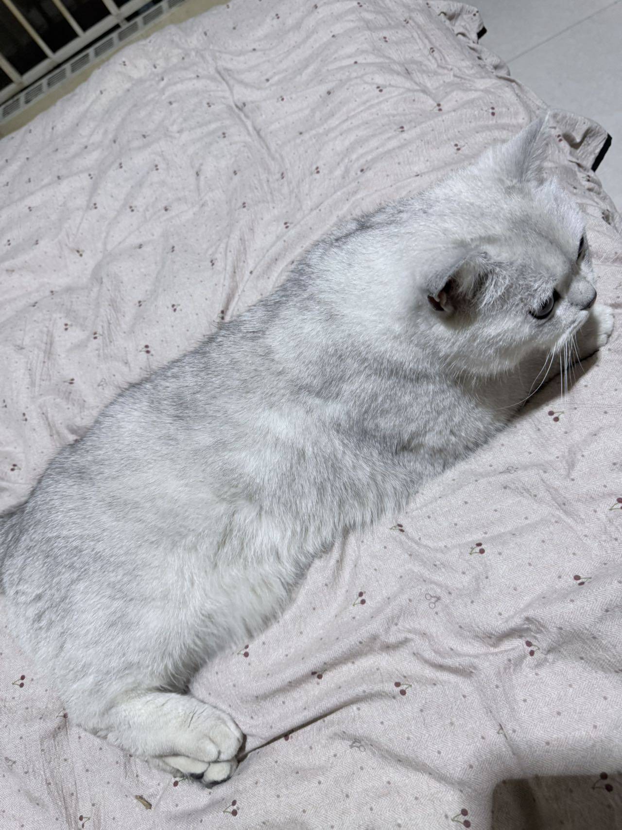 石家庄银渐层领养_4