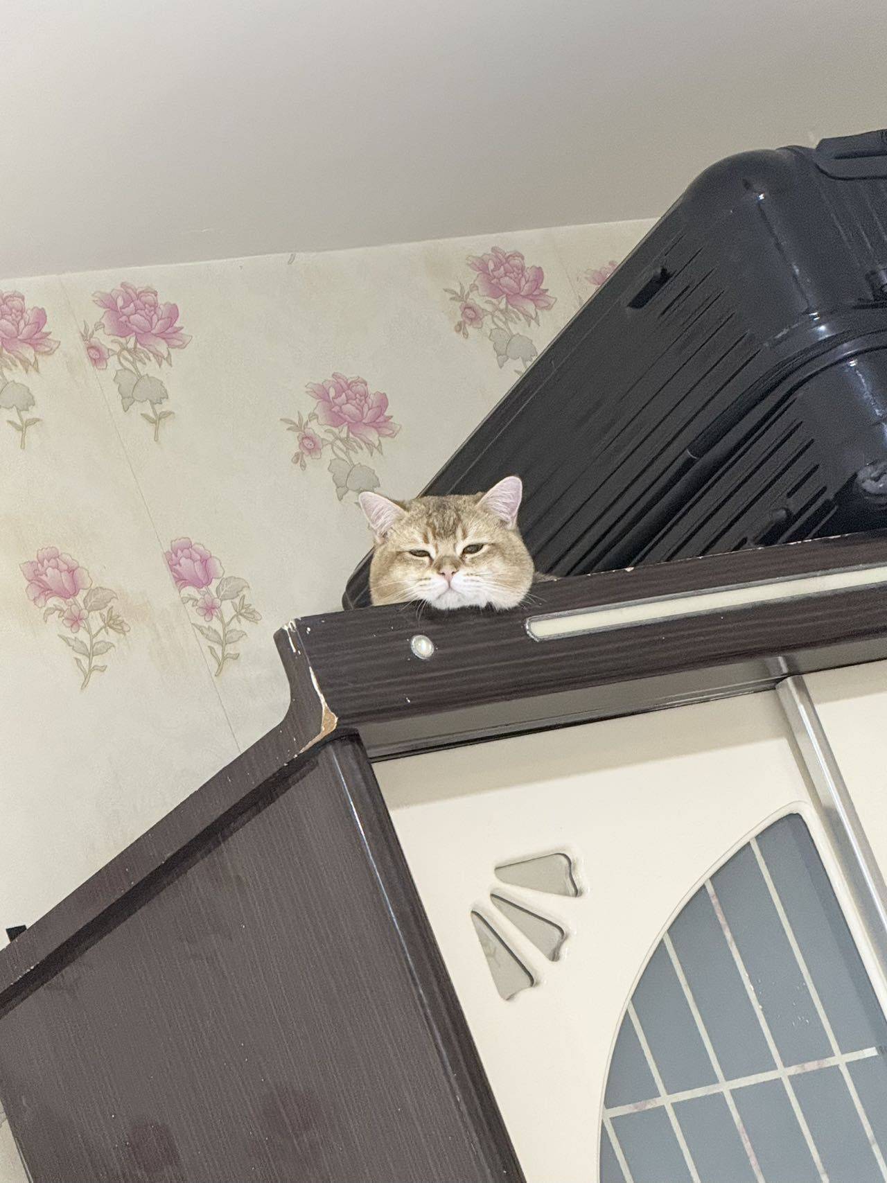 石家庄金渐层领养_4