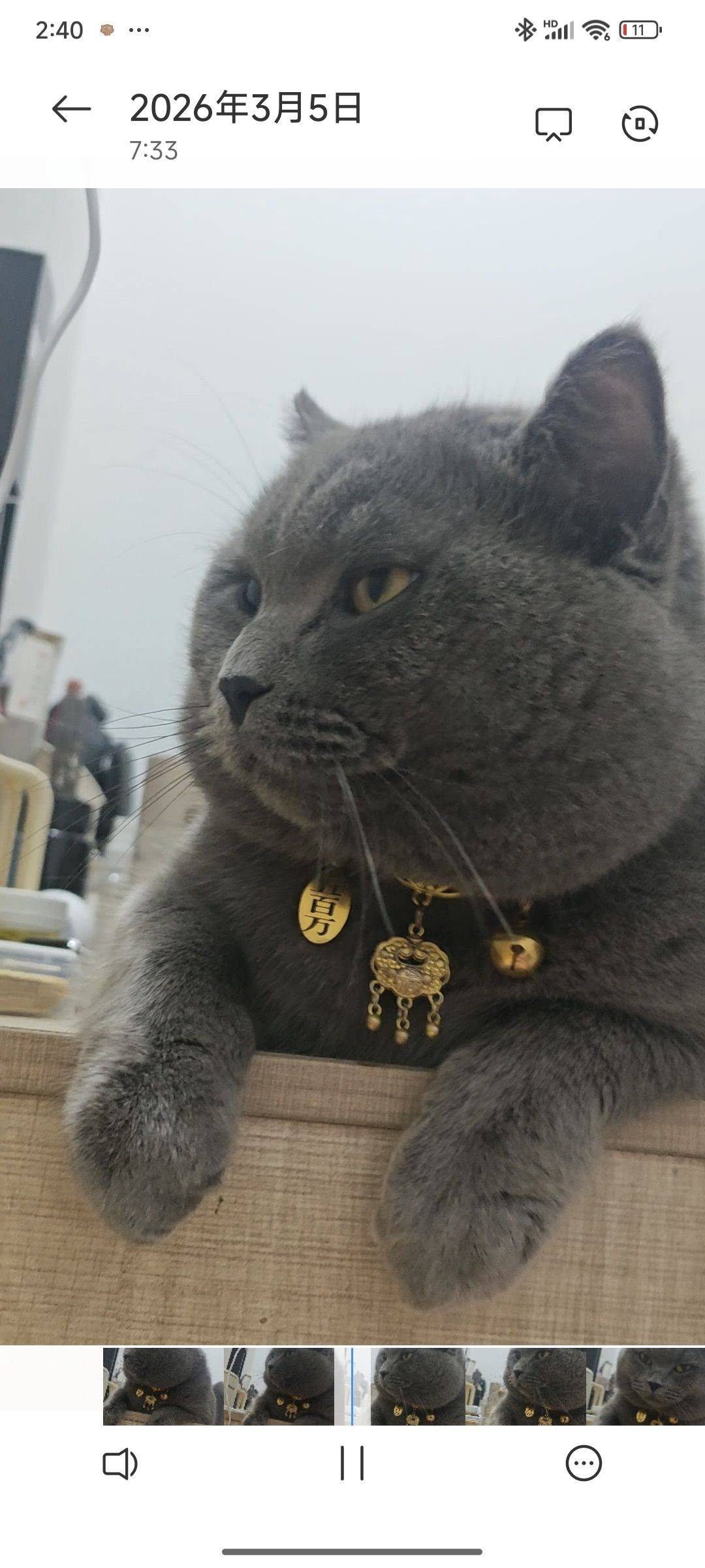 我的猫长这样28号在黄埔区香雪萝坎村走丢