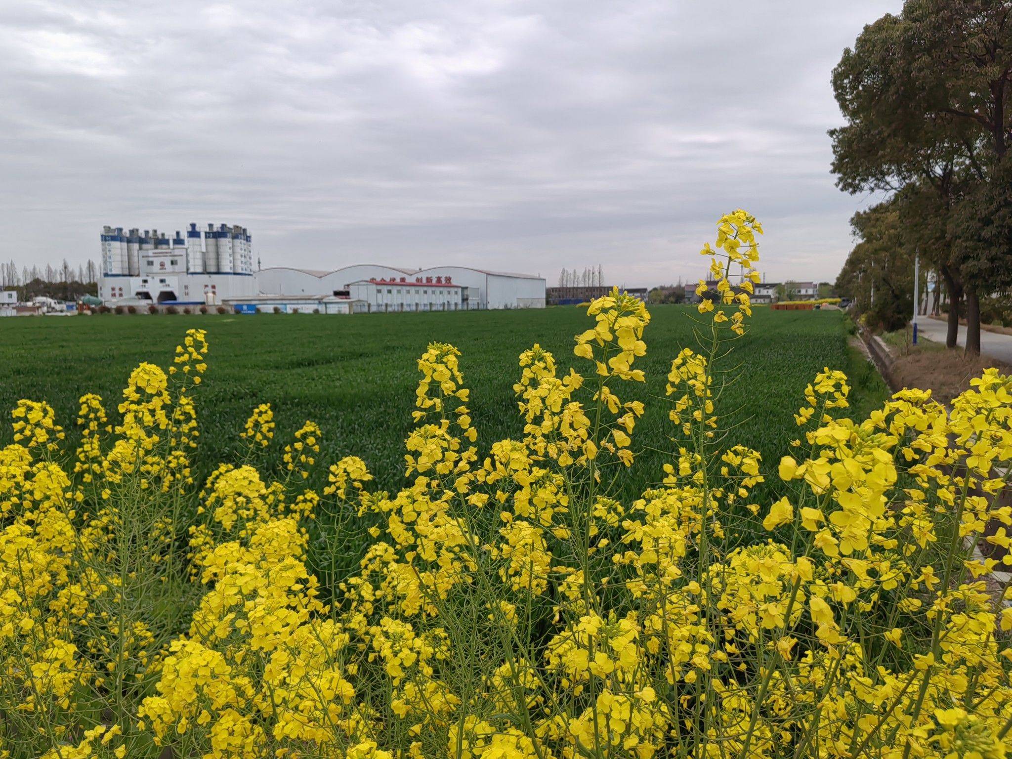   顾村油菜花田 
看花开，看草绿，
_1