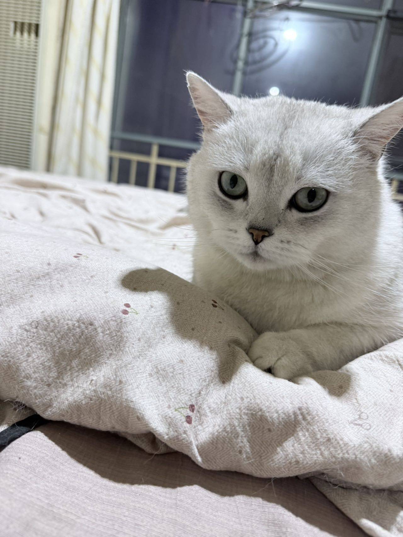 石家庄银渐层领养_1