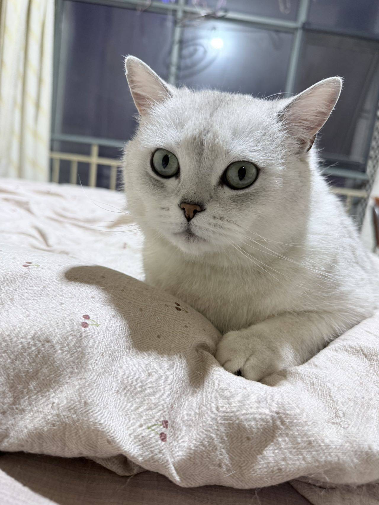 石家庄银渐层领养_2