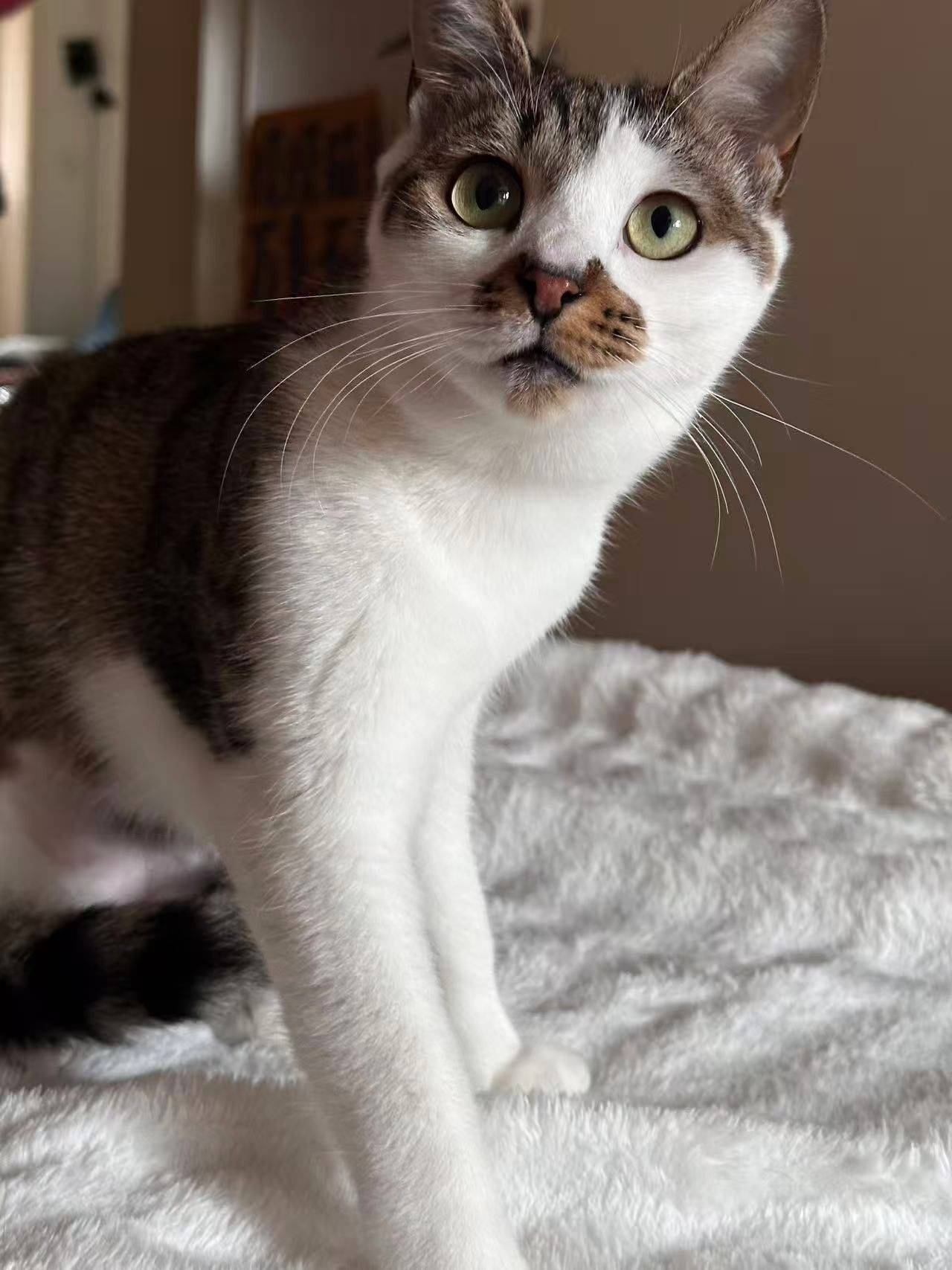 上海领养｜粘人精狸白妹妹_1