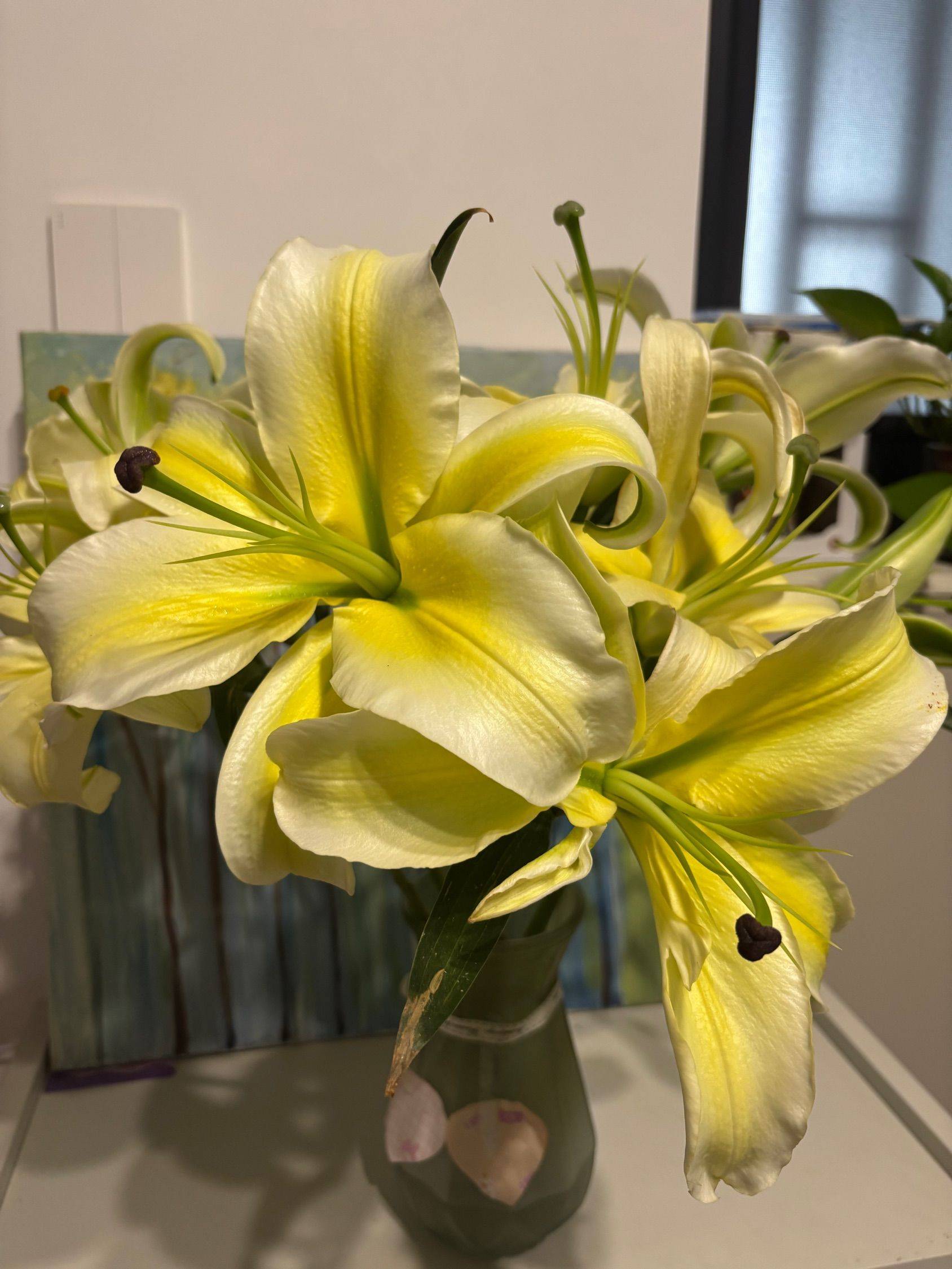 百合花黄天霸，好养开得真好！ 欢迎来我_4