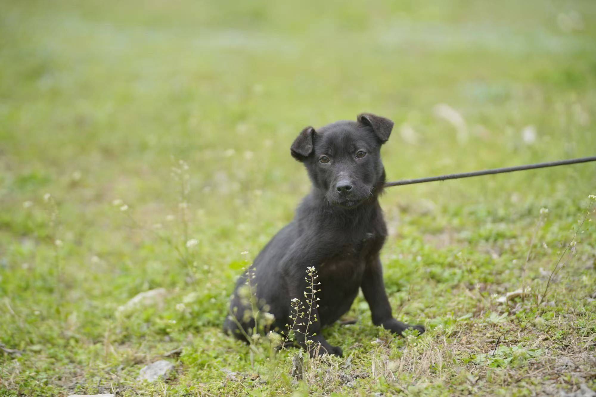 拉布拉多串串🐶杭州找家～_2