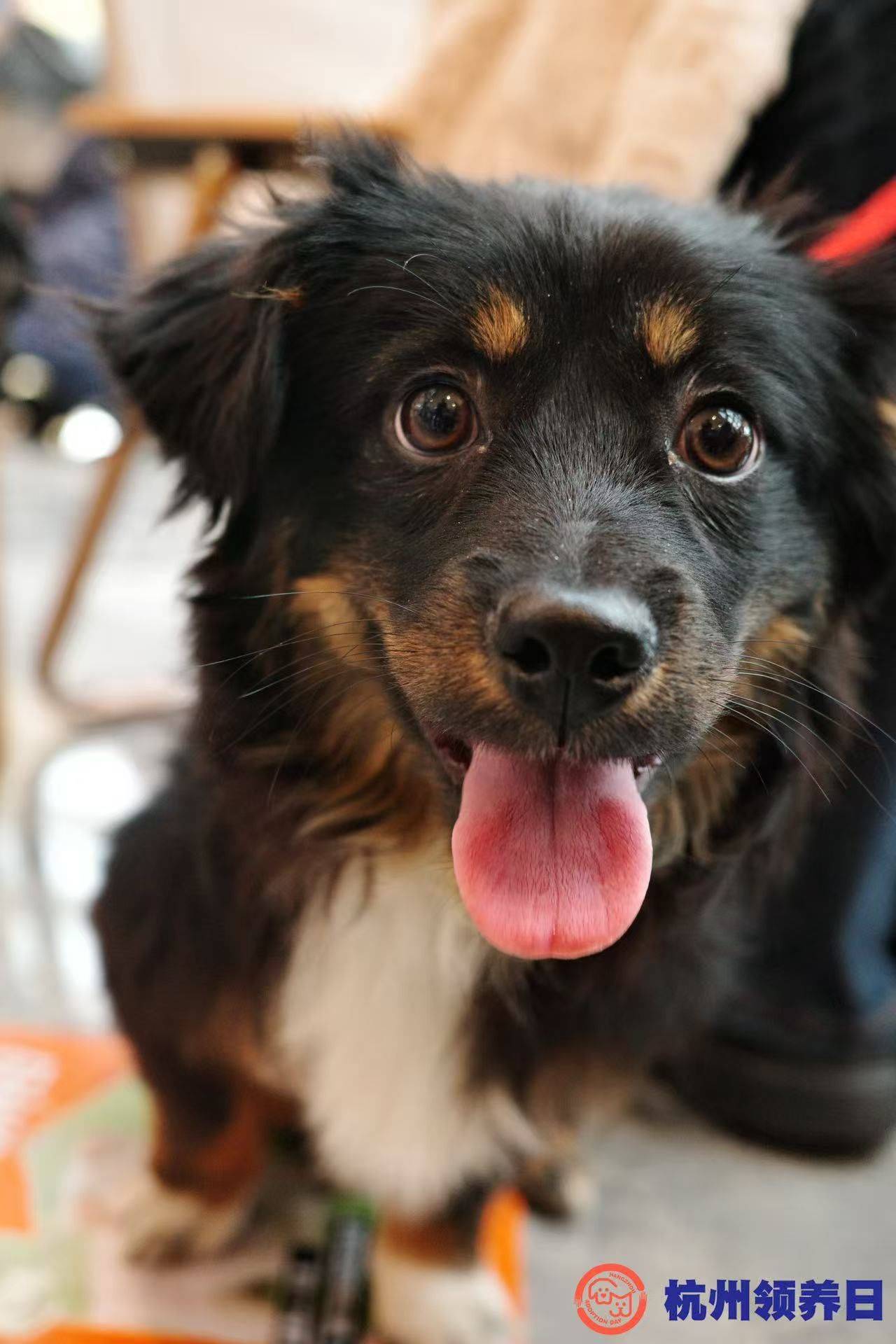 快乐小狗哒哒！