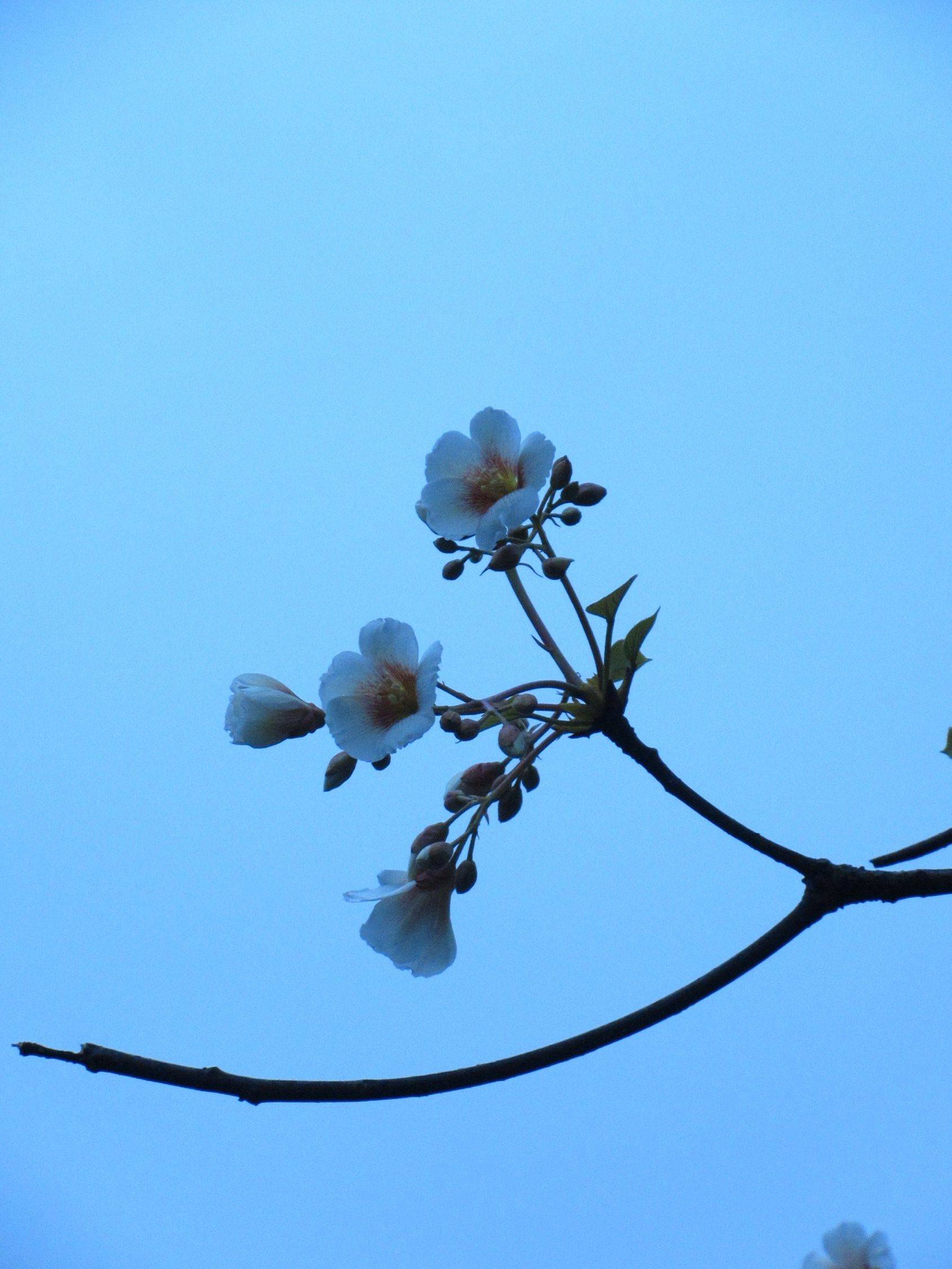 ccd里面的春天_2