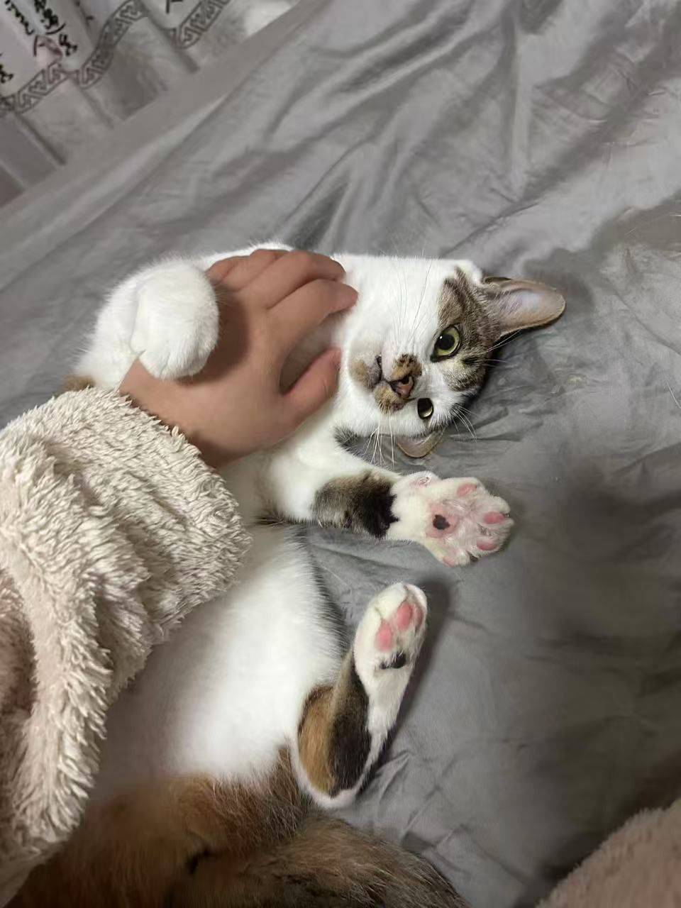 上海领养｜粘人精狸白妹妹