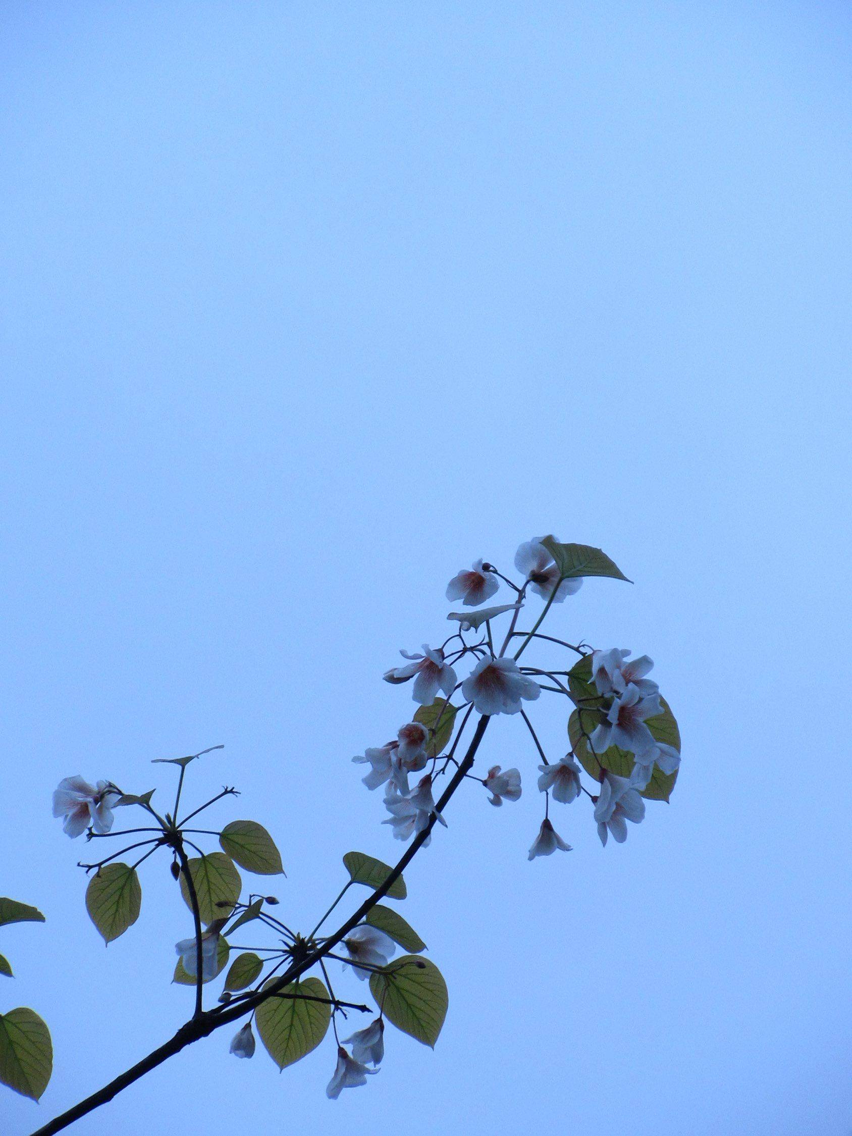 ccd里面的春天_3