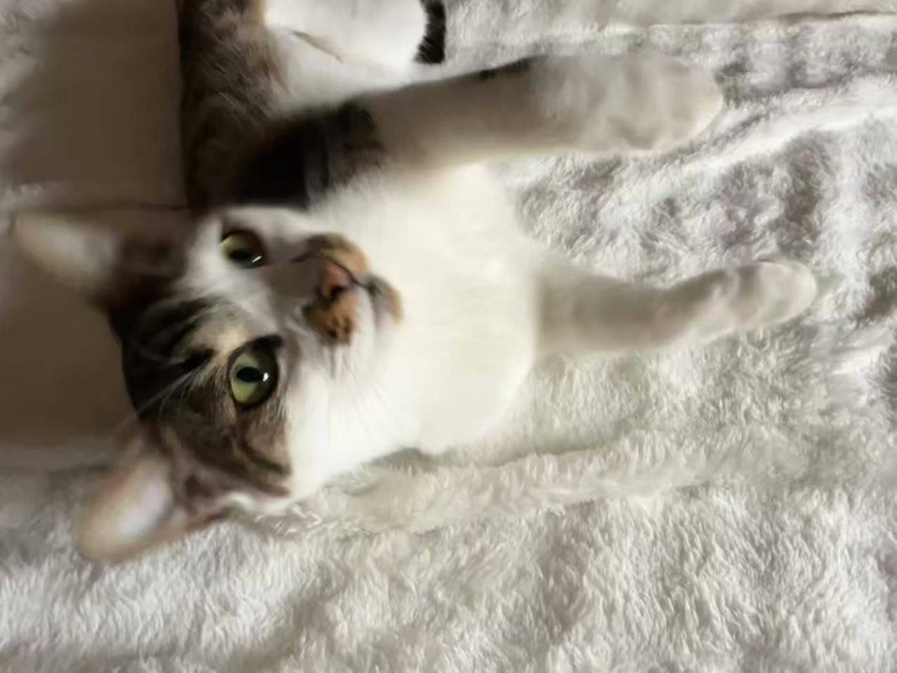 上海领养｜粘人精狸白妹妹_4