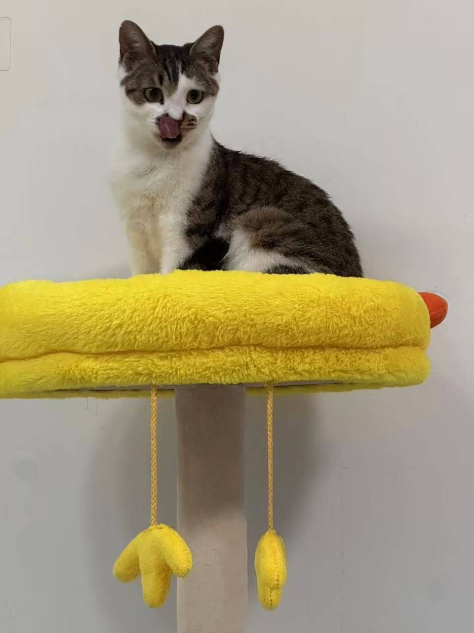 上海领养｜粘人精狸白妹妹_3