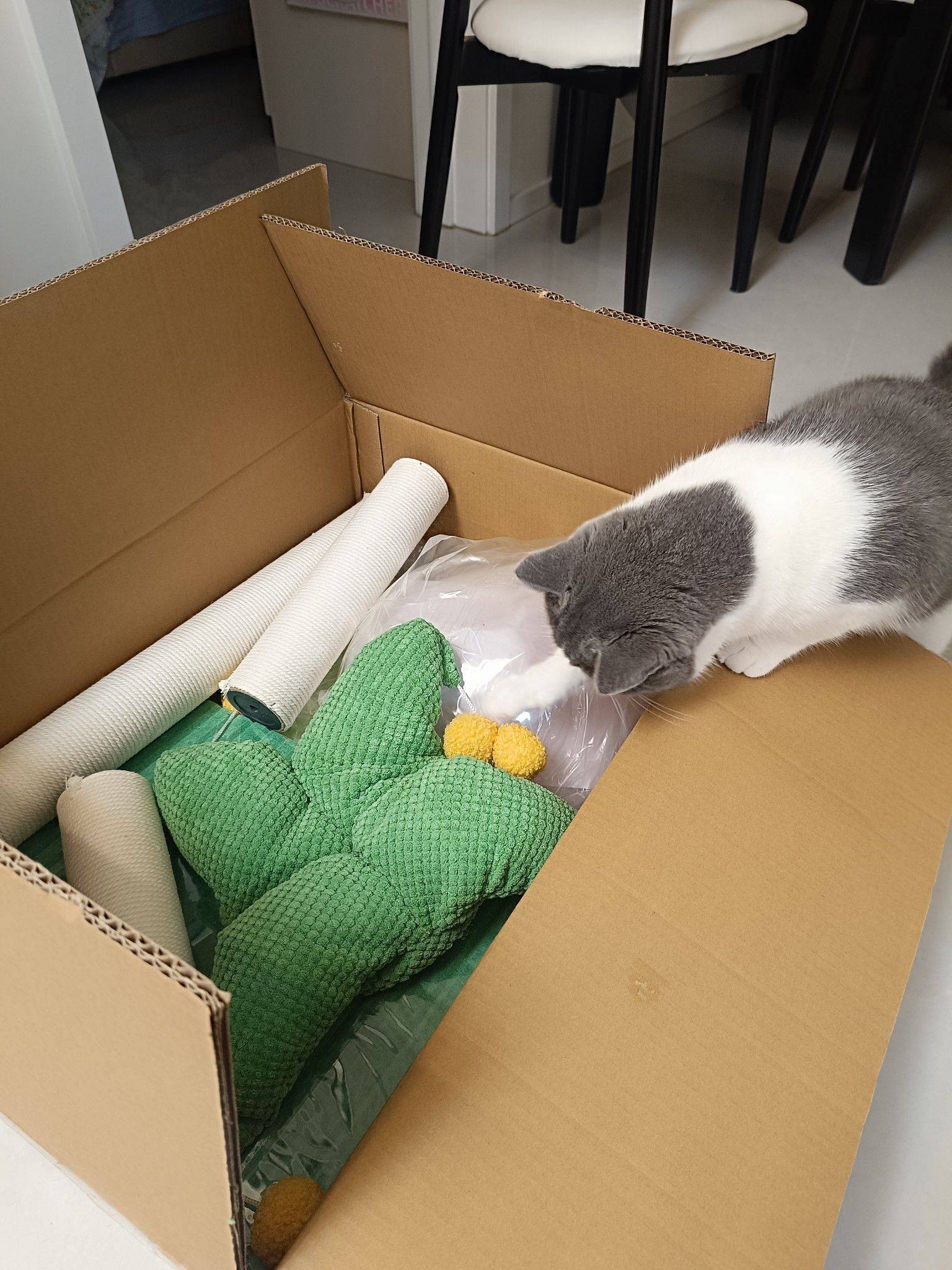 每一只猫咪都该被宠爱_1