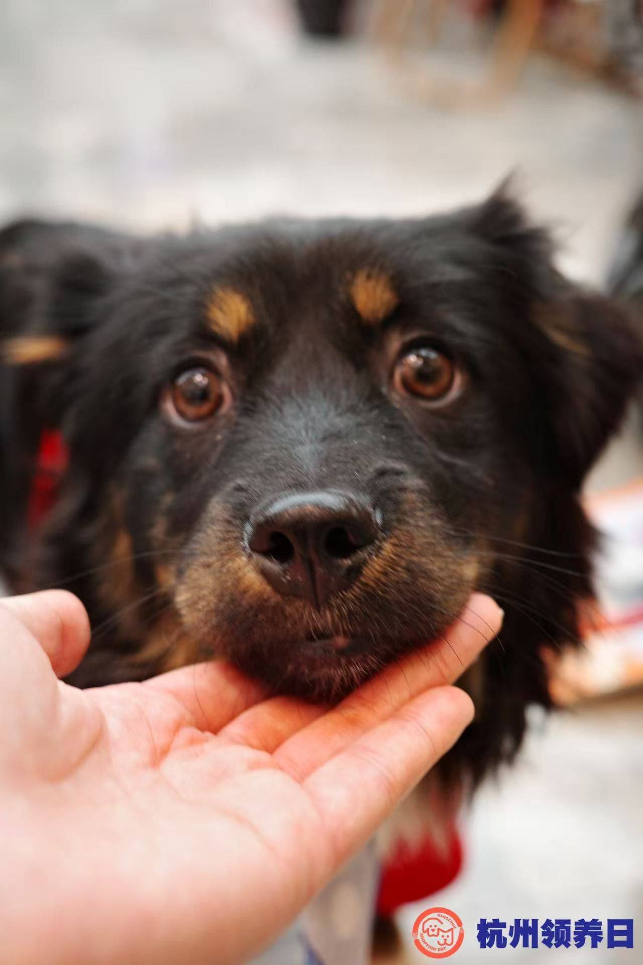 快乐小狗哒哒！_1