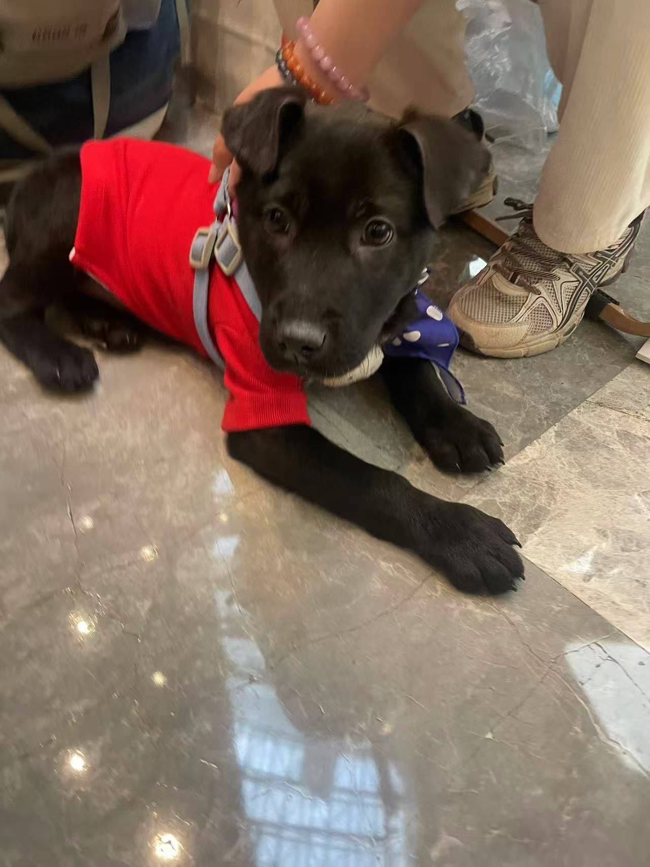 拉布拉多串串🐶杭州找家～