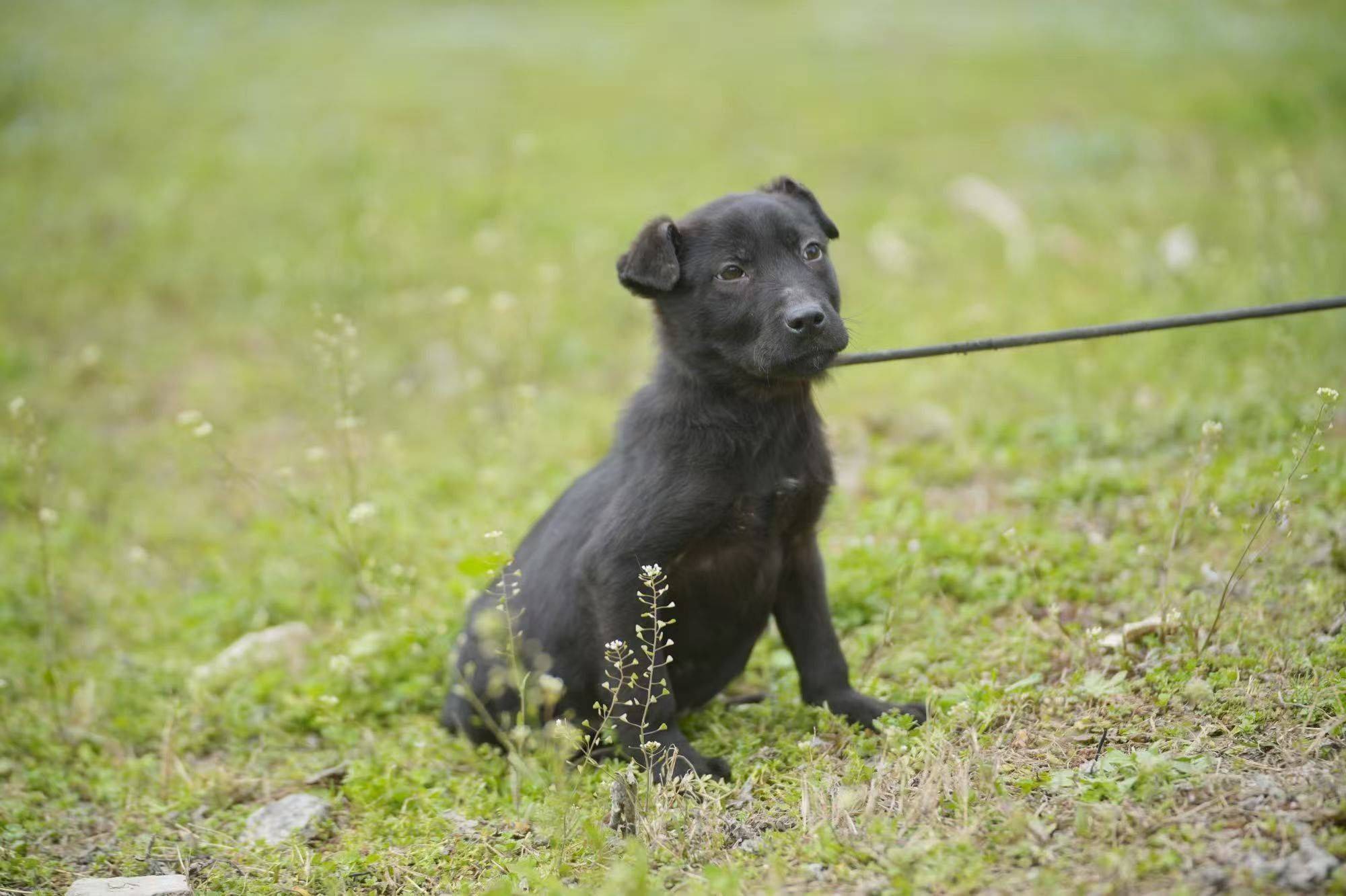 拉布拉多串串🐶杭州找家～_3