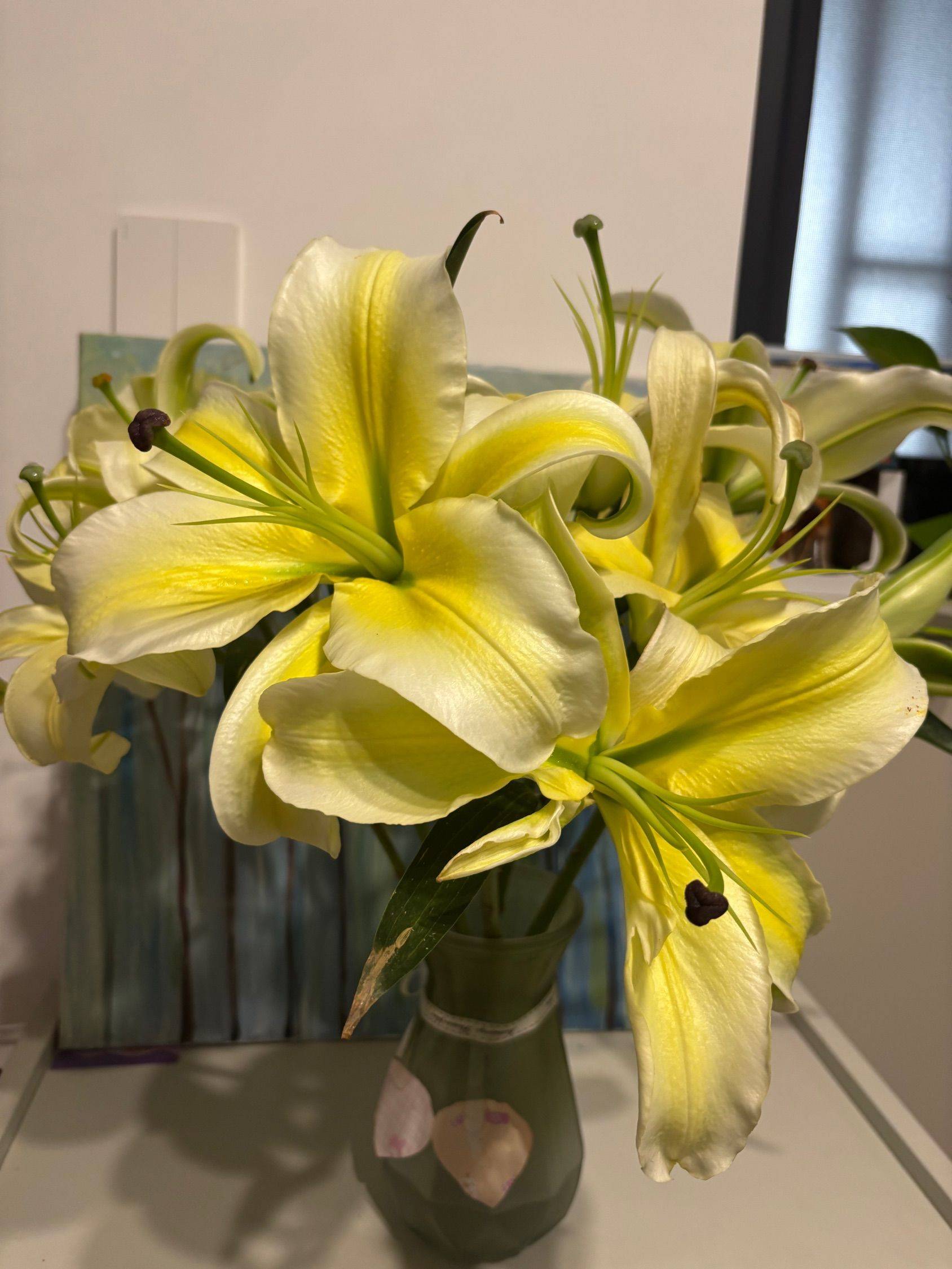 百合花黄天霸，好养开得真好！ 欢迎来我_3