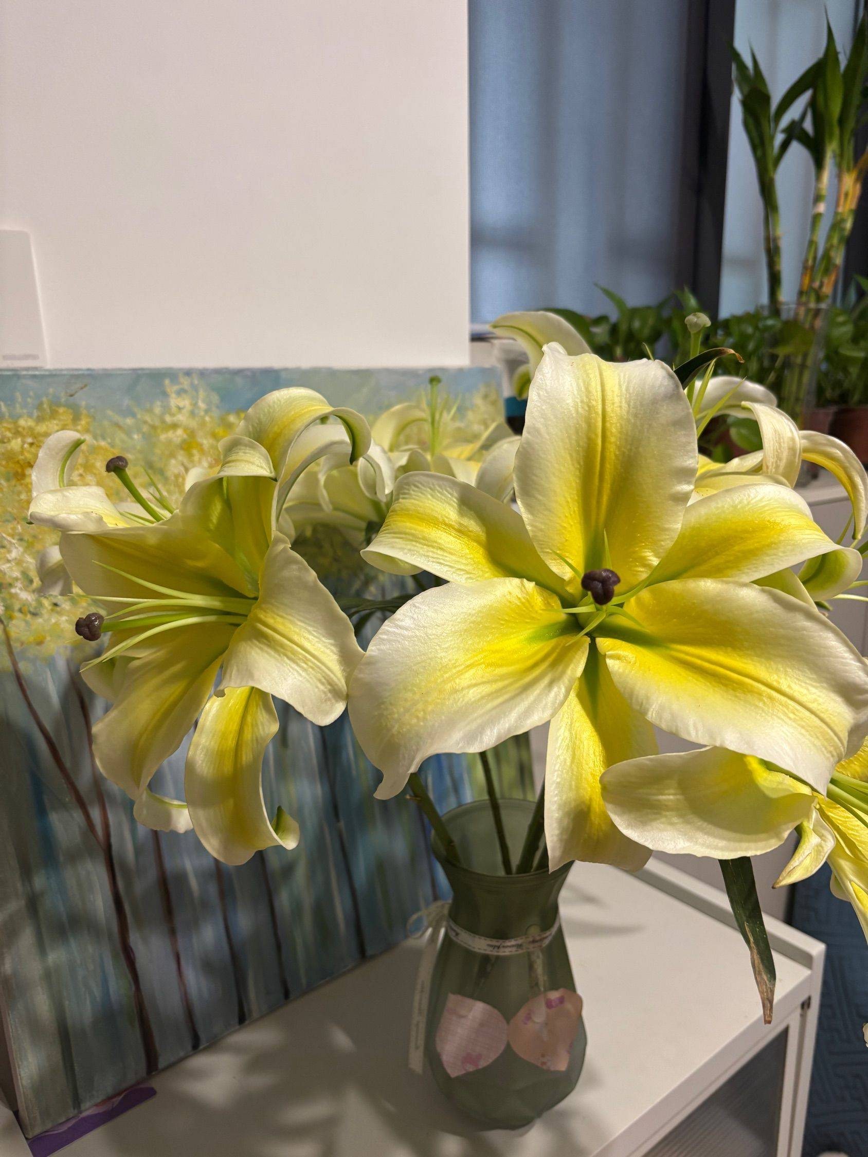 百合花黄天霸，好养开得真好！ 欢迎来我_1