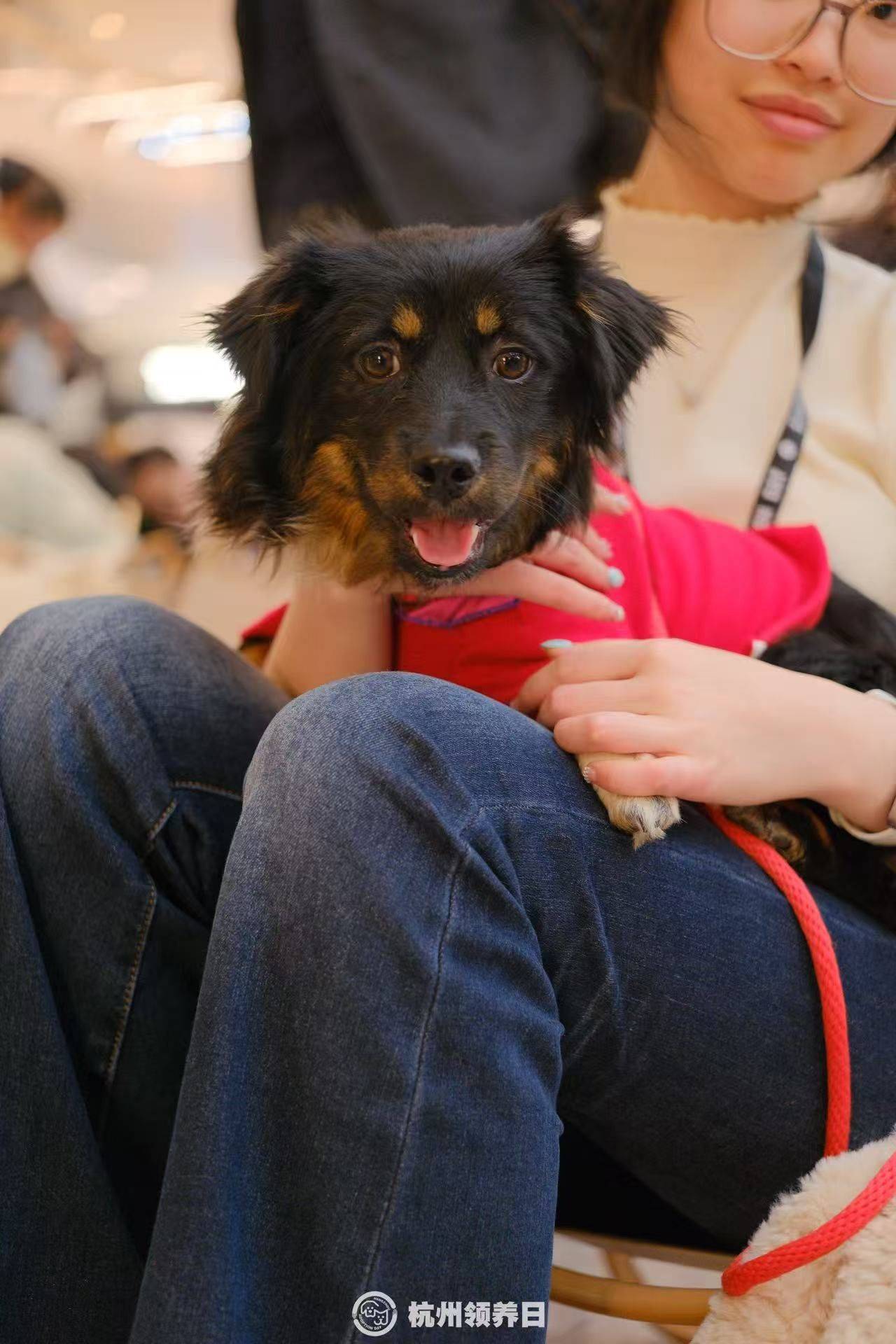 快乐小狗哒哒！_2