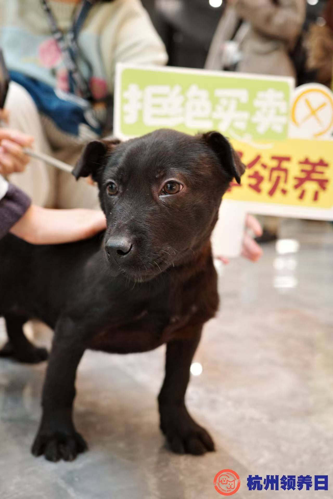 拉布拉多串串🐶杭州找家～_1