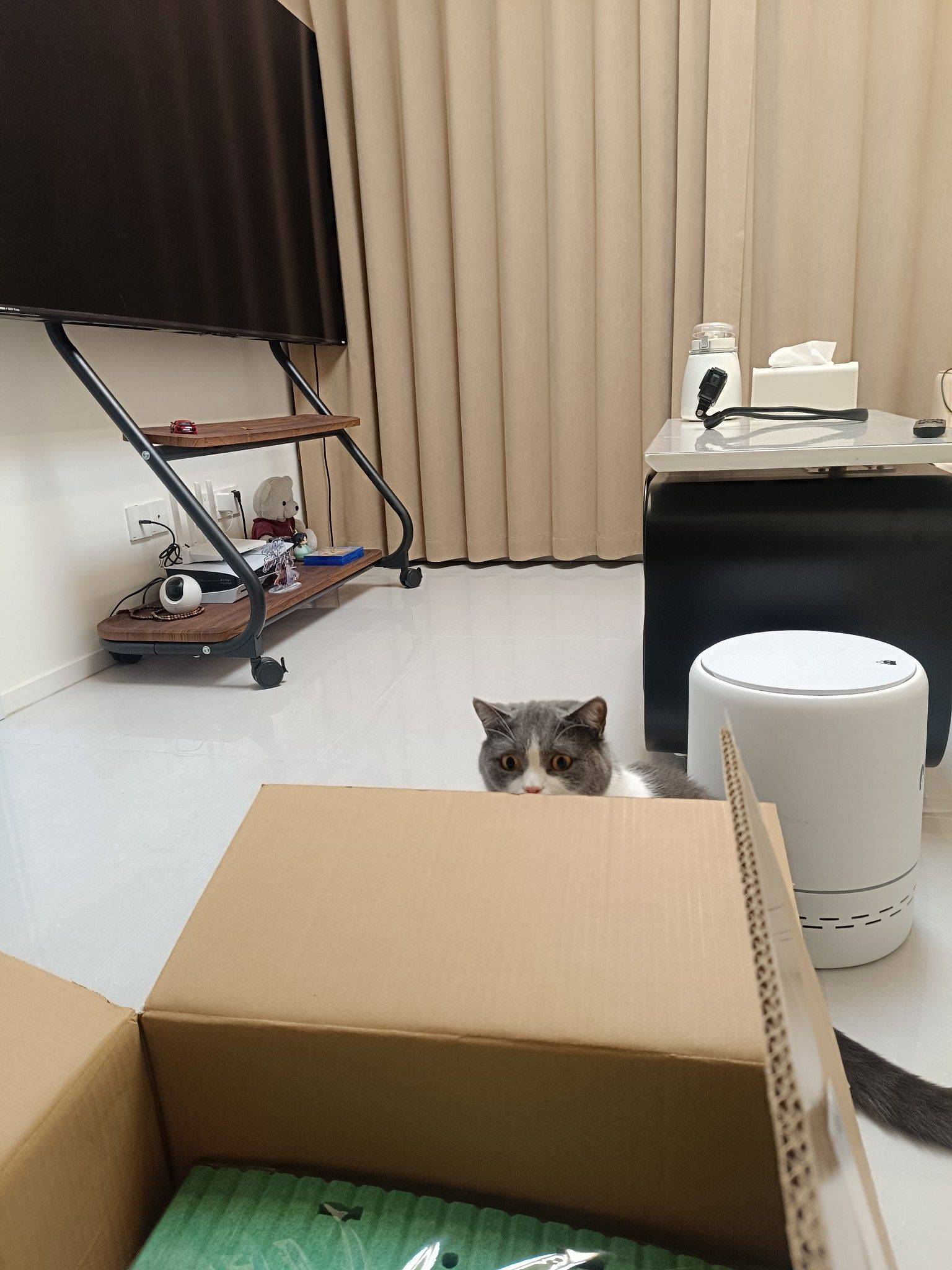 每一只猫咪都该被宠爱