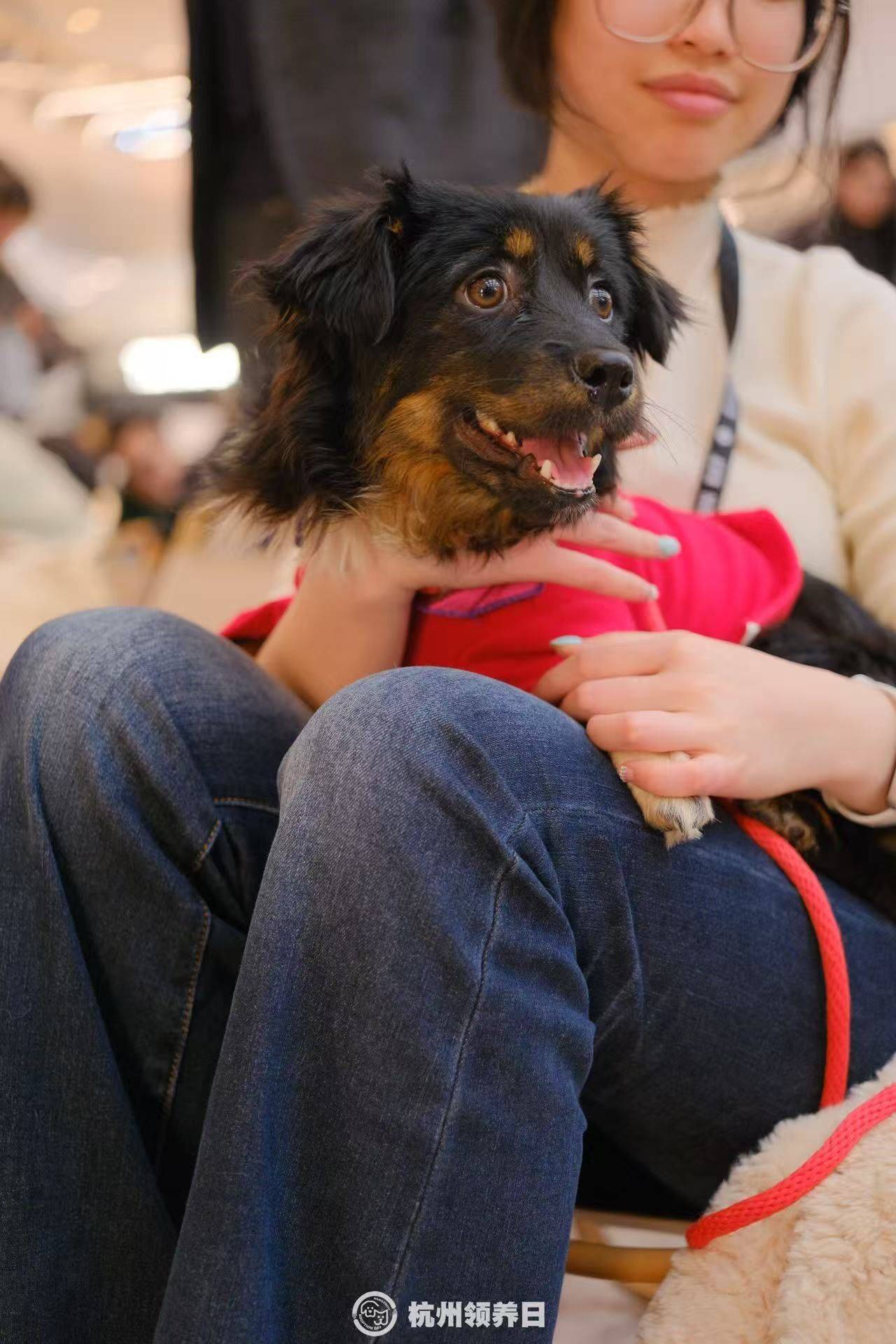 快乐小狗哒哒！_3